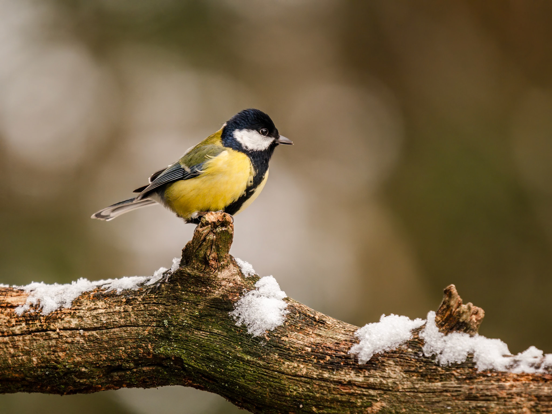Great Tit