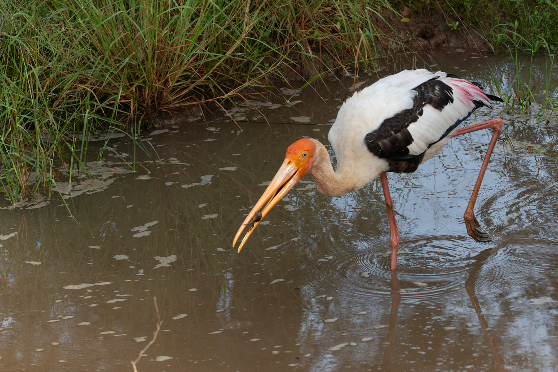 Painted Stork with Prey