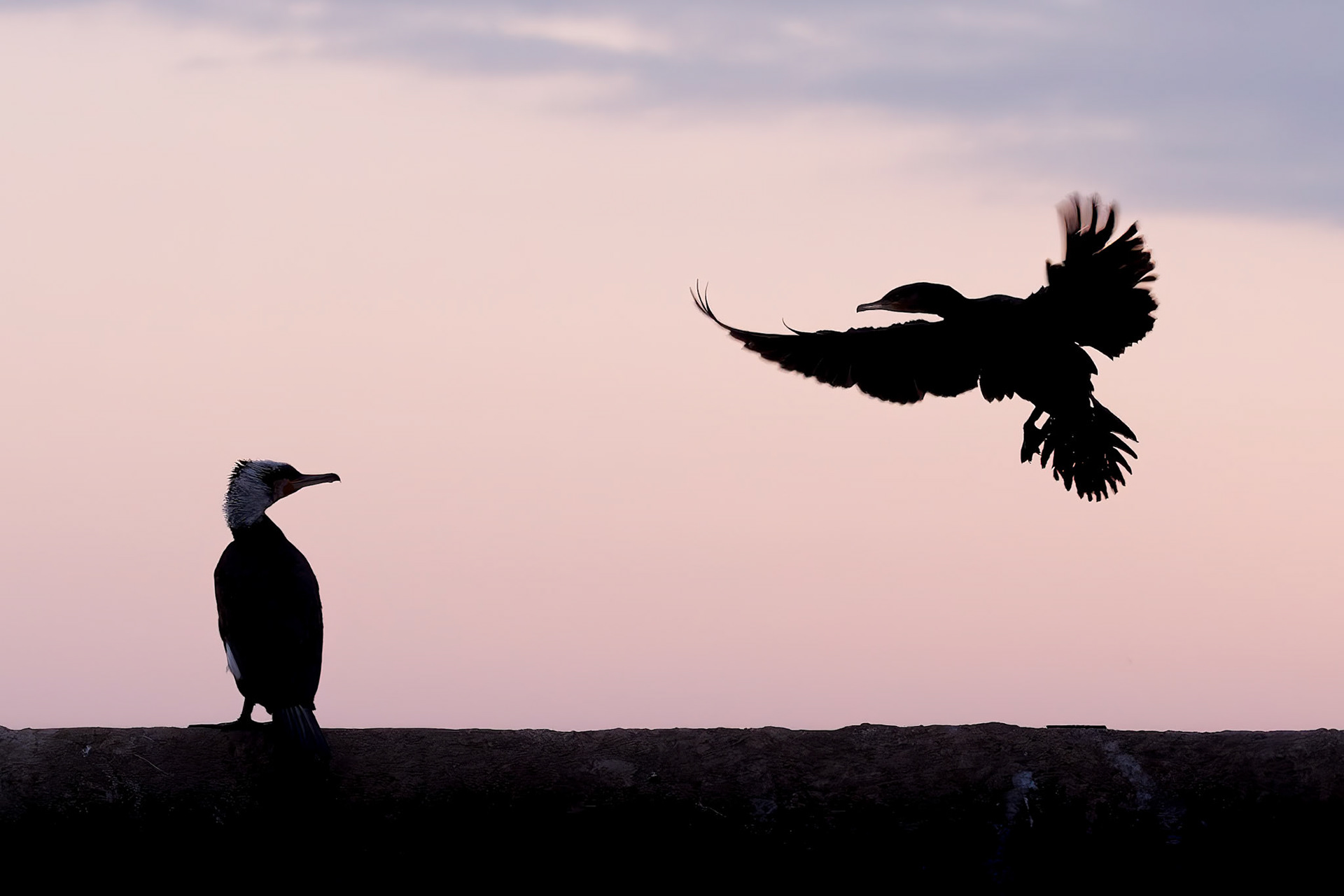 Two Great Cormorants at sunrise