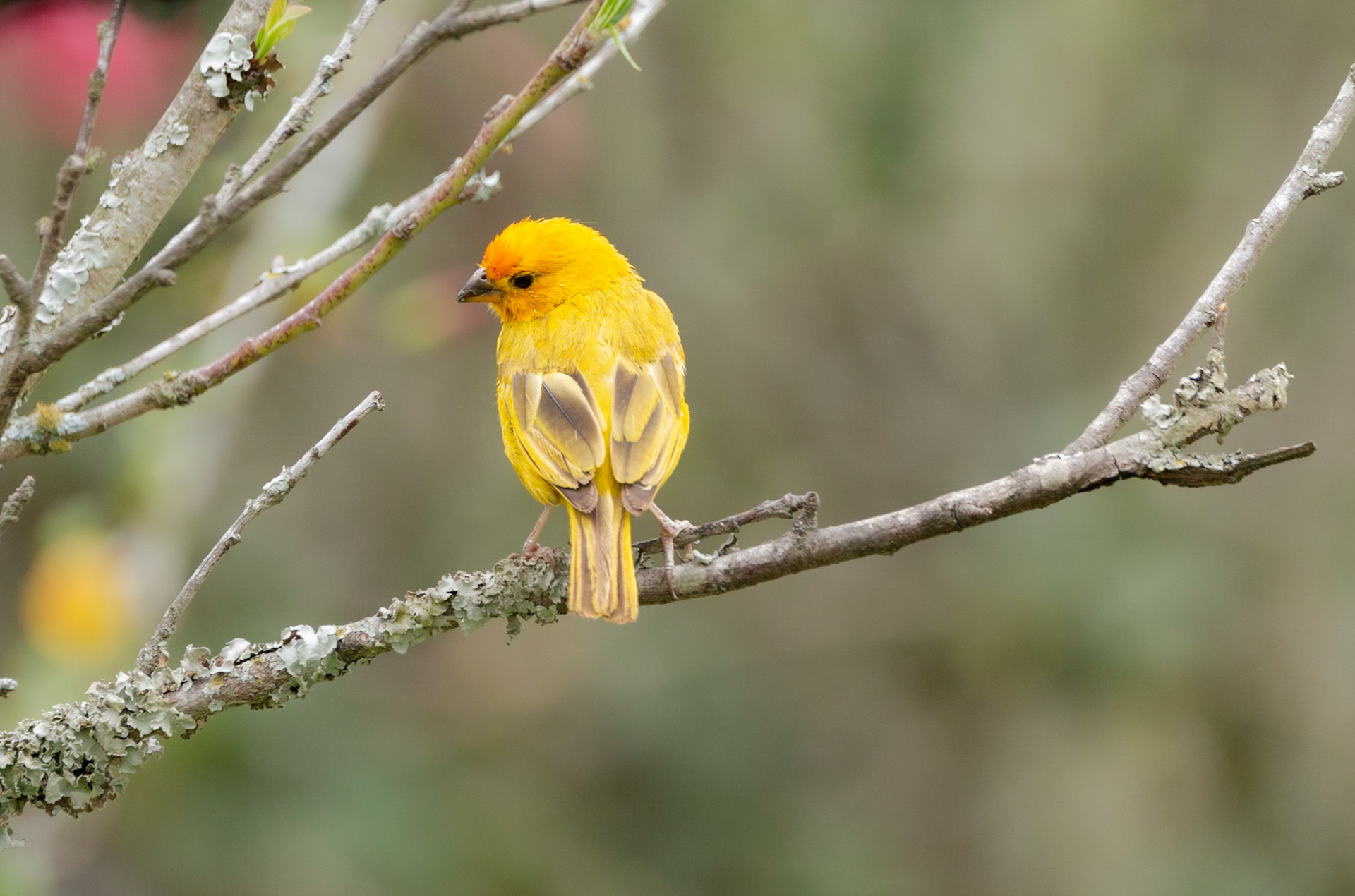 Saffron Finch