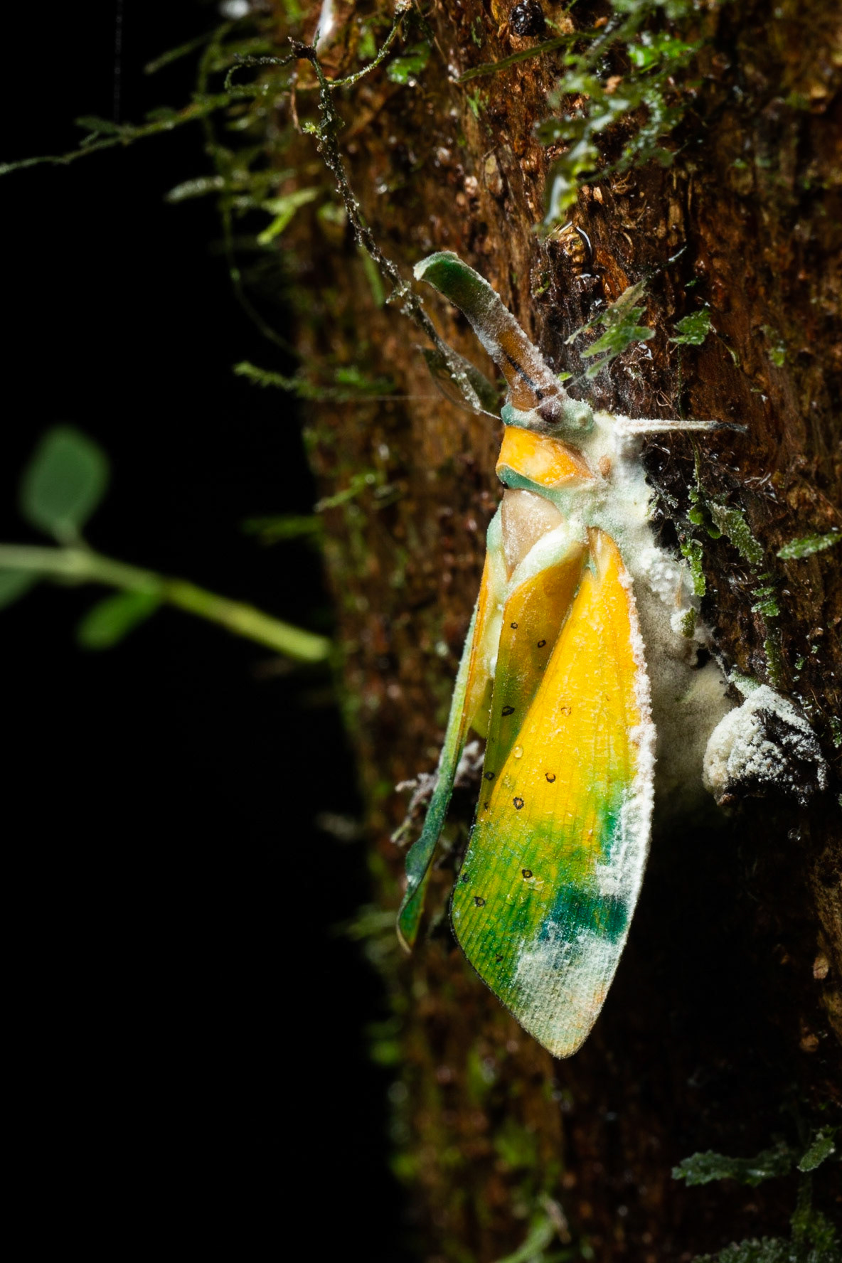 Lanternfly attacked by Cordyceps fungus
