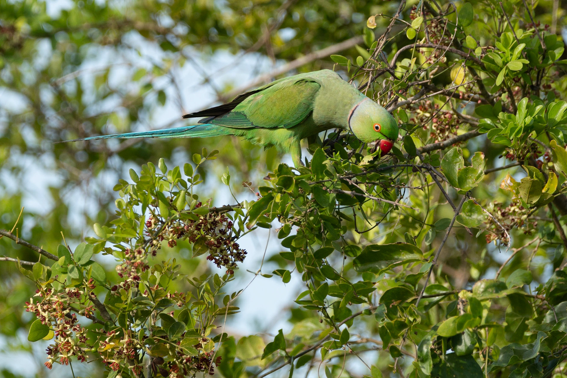 Rose-ringed Parakeet feeding