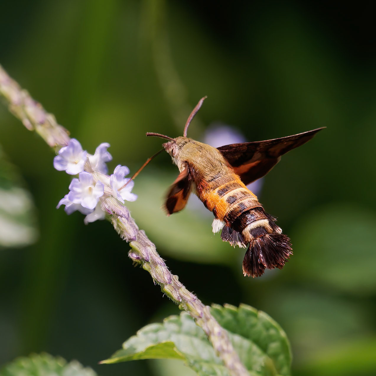 Hummingbird hawk Moth