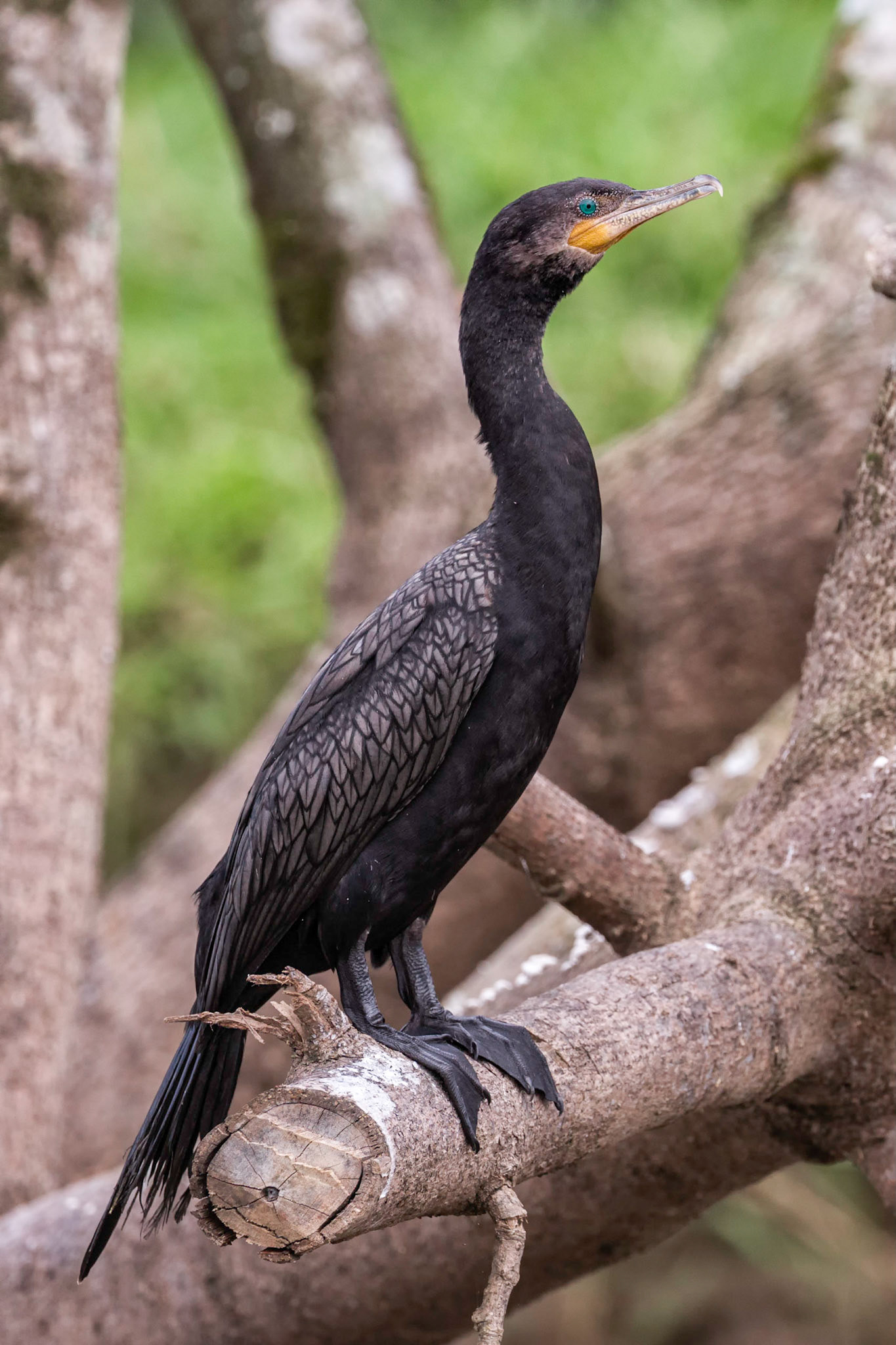Neotropical Cormorant
