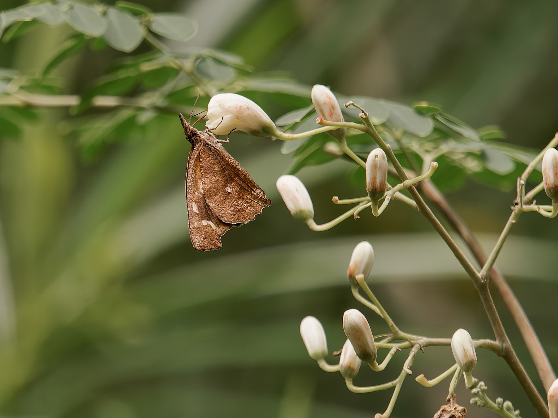 African Beak, Libythea labdaca, Nymphalidae family
