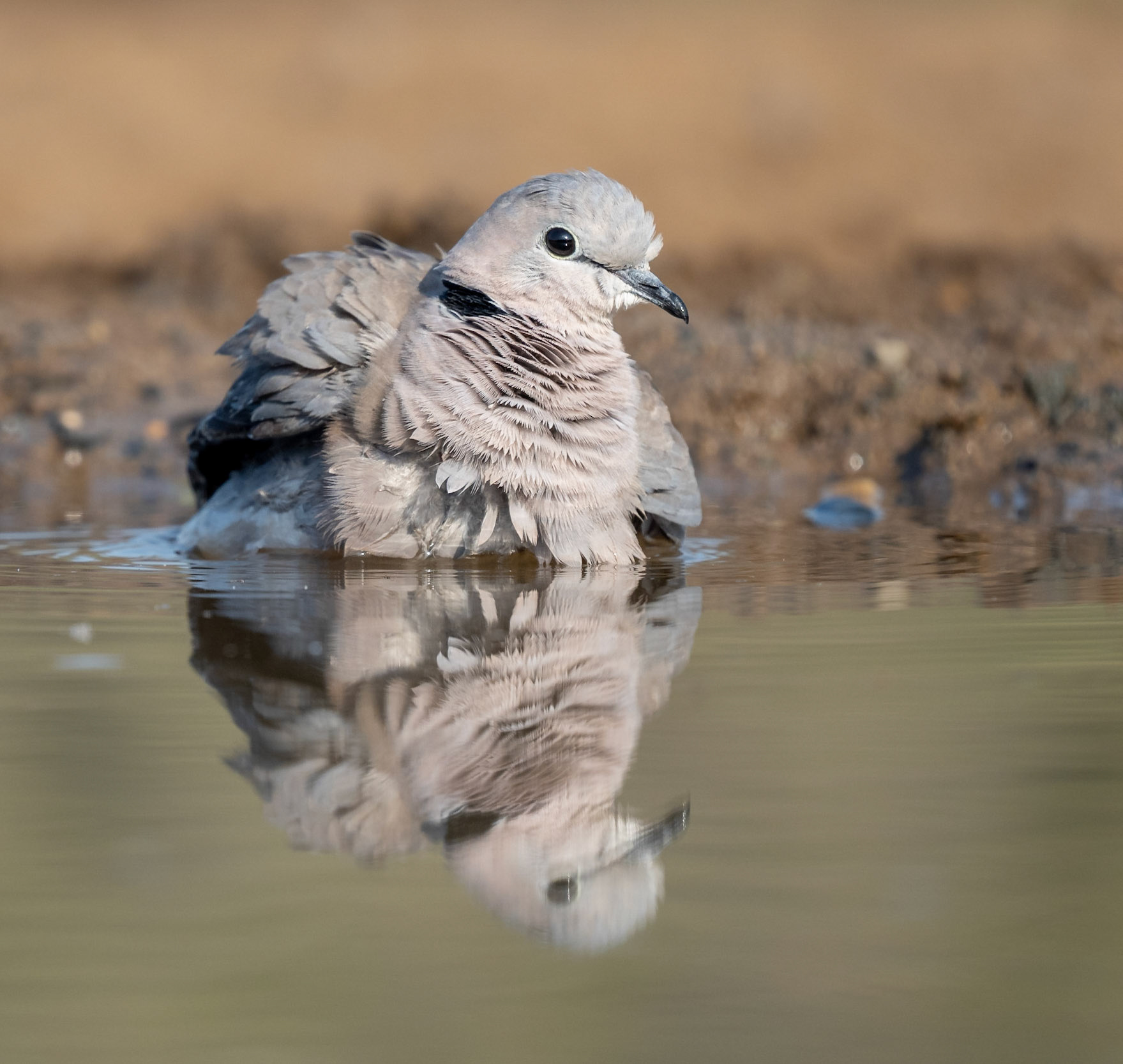 Cape Turtle Dove