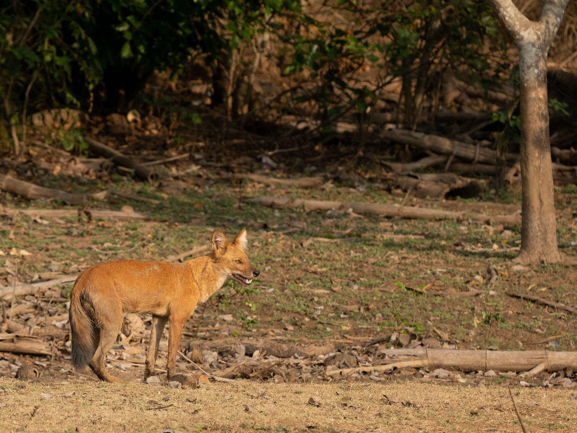 Dhole