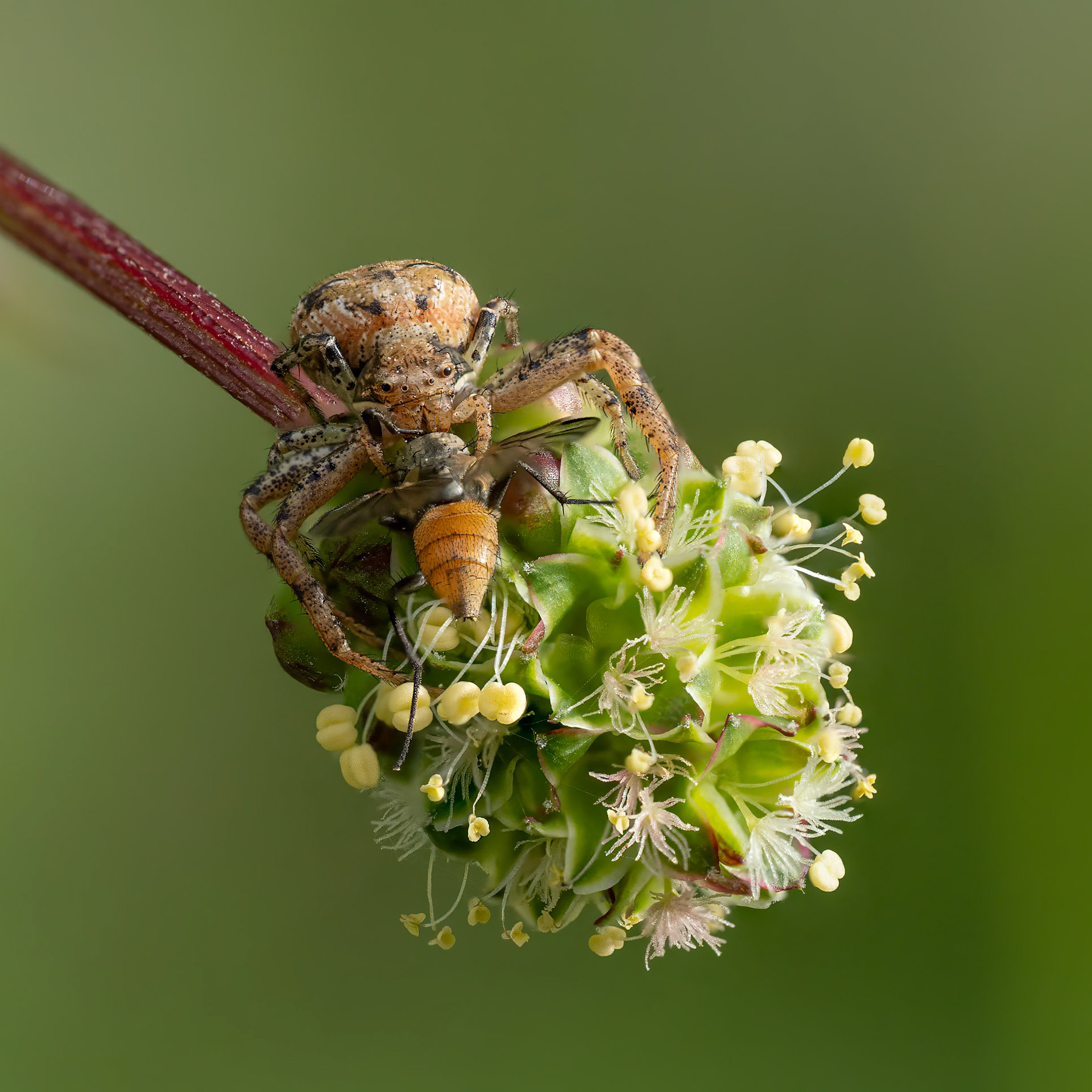Crab Spider with prey