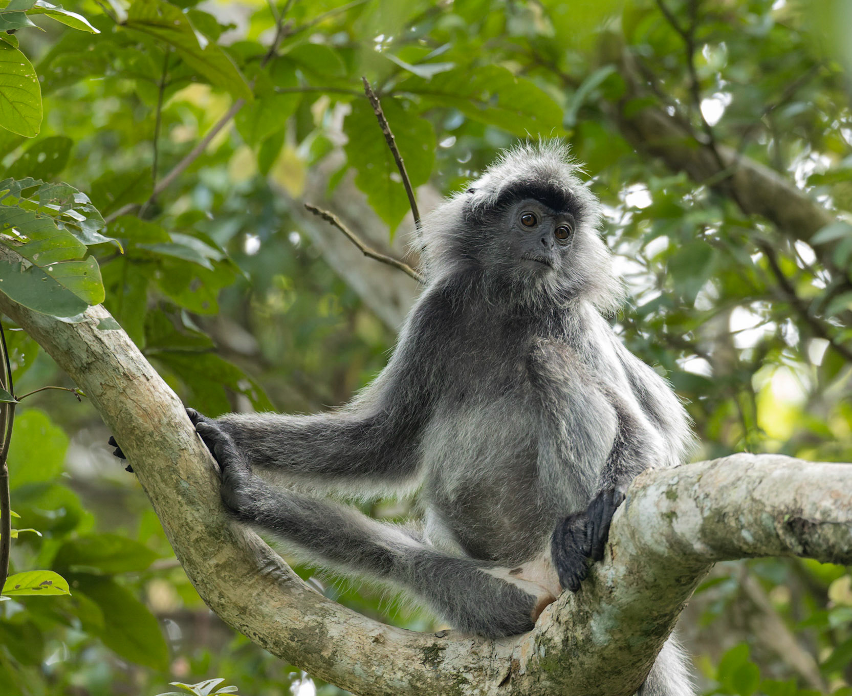 Silver Leaf Monkey or Silver Langur (Trachypithecus cristatus)