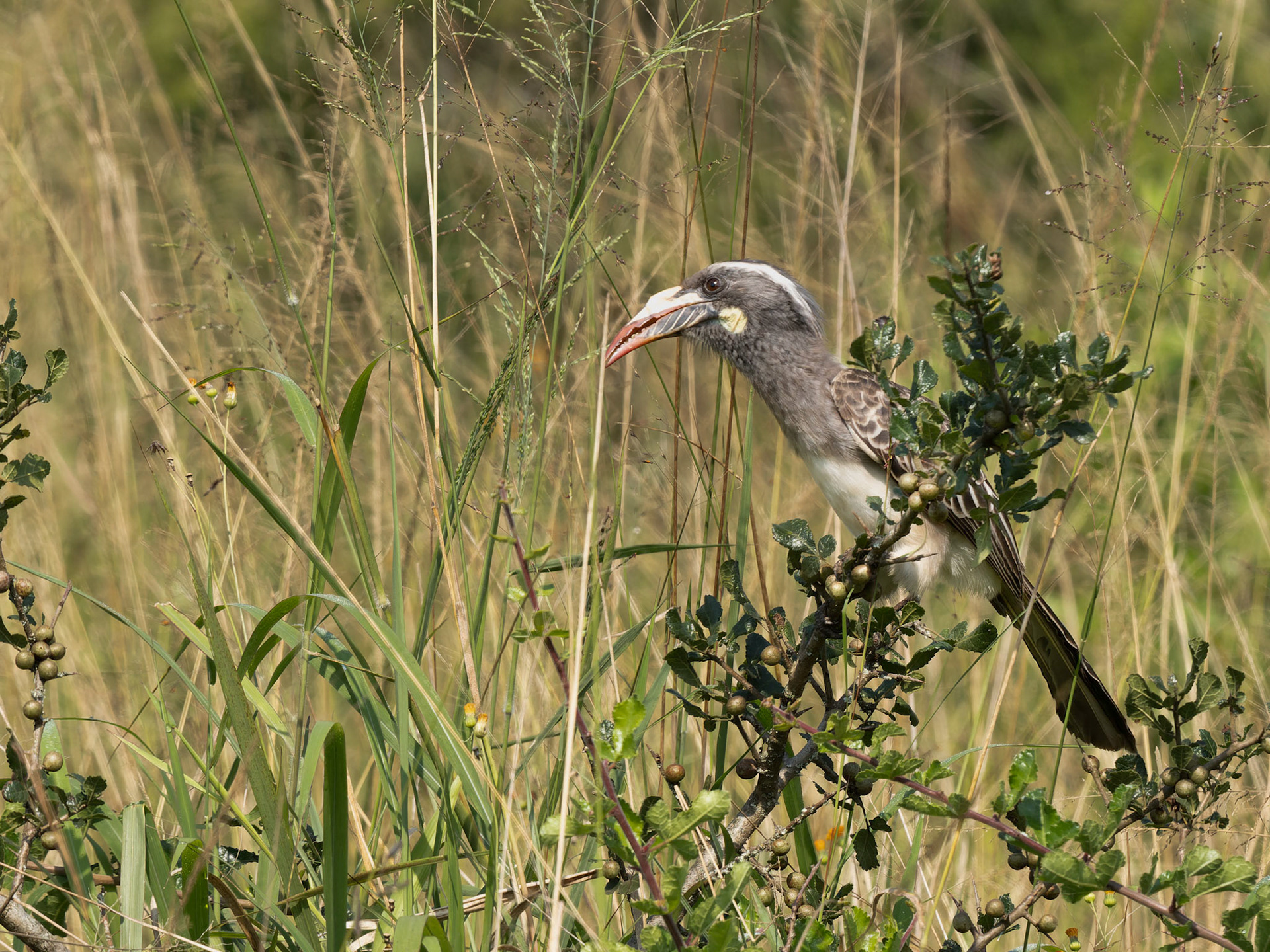 African Grey Hornbill