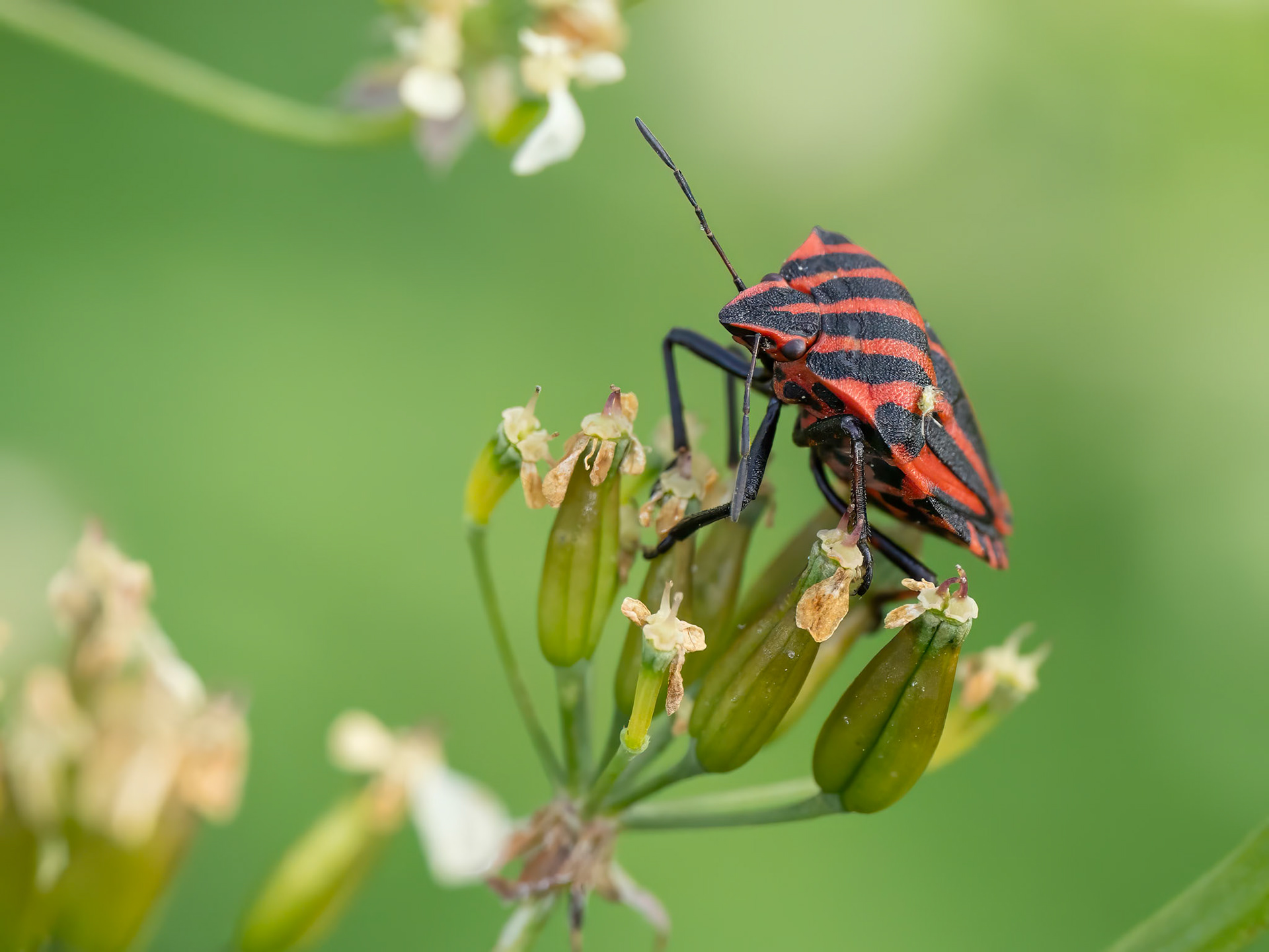 Striped Shieldbug