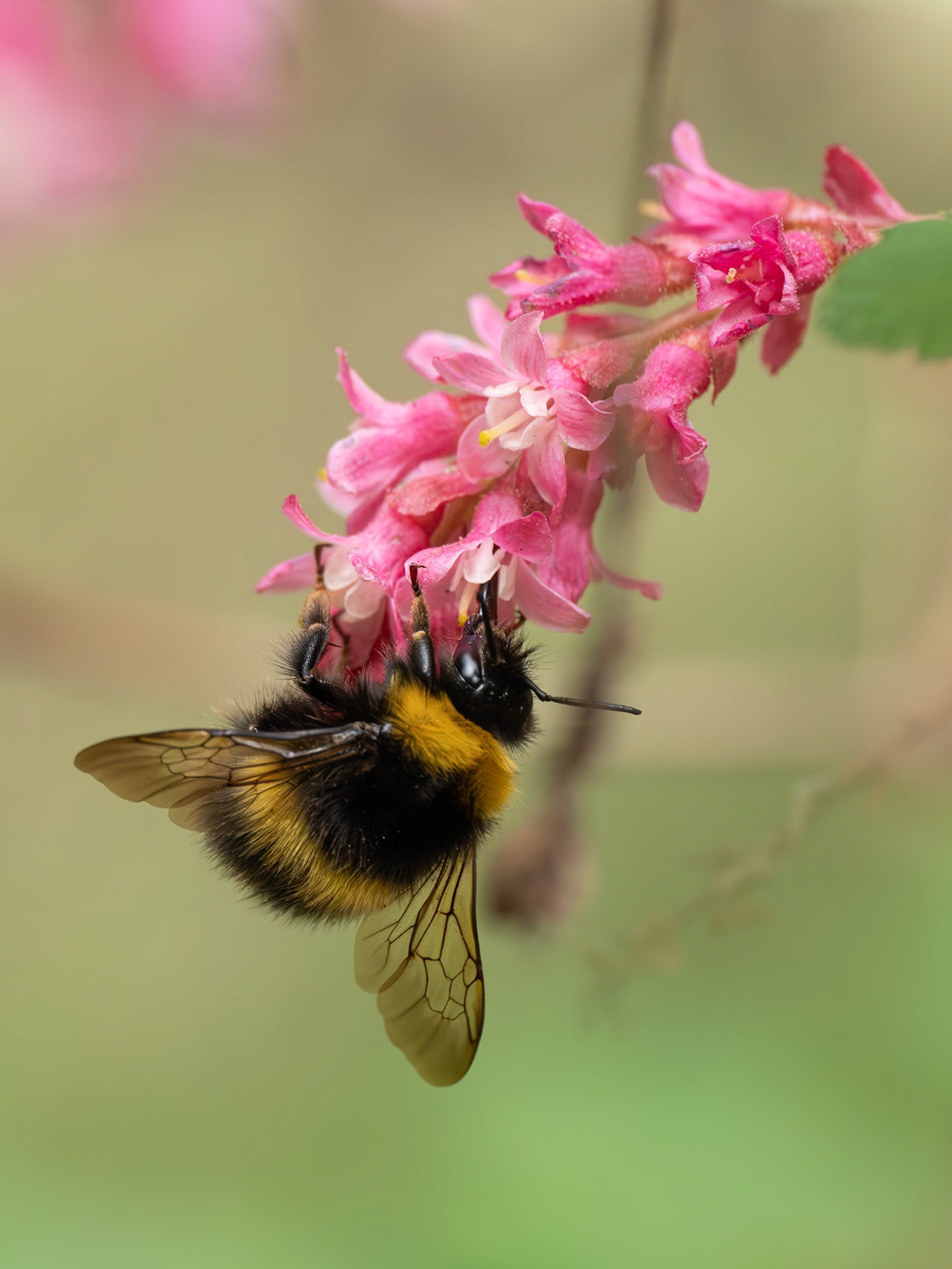 Bee on Red Currant bush
