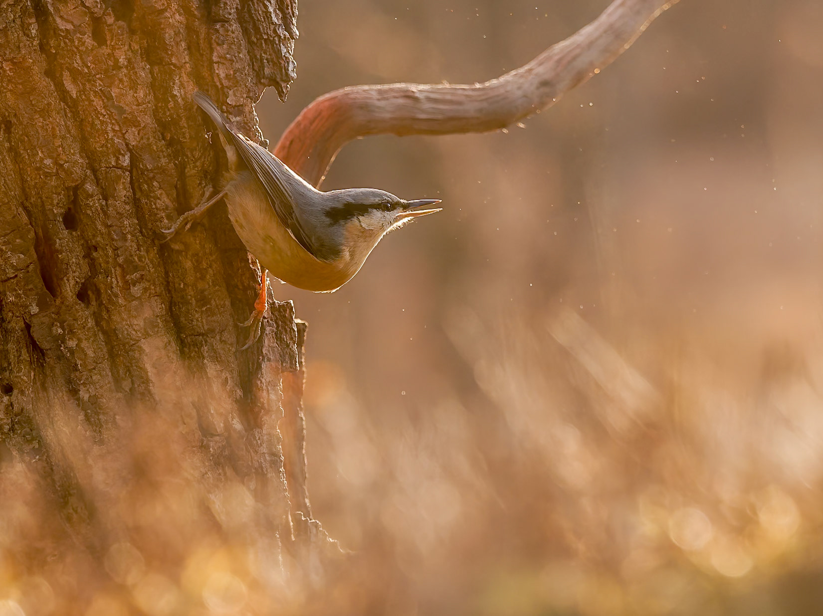 Nuthatch at sunrise