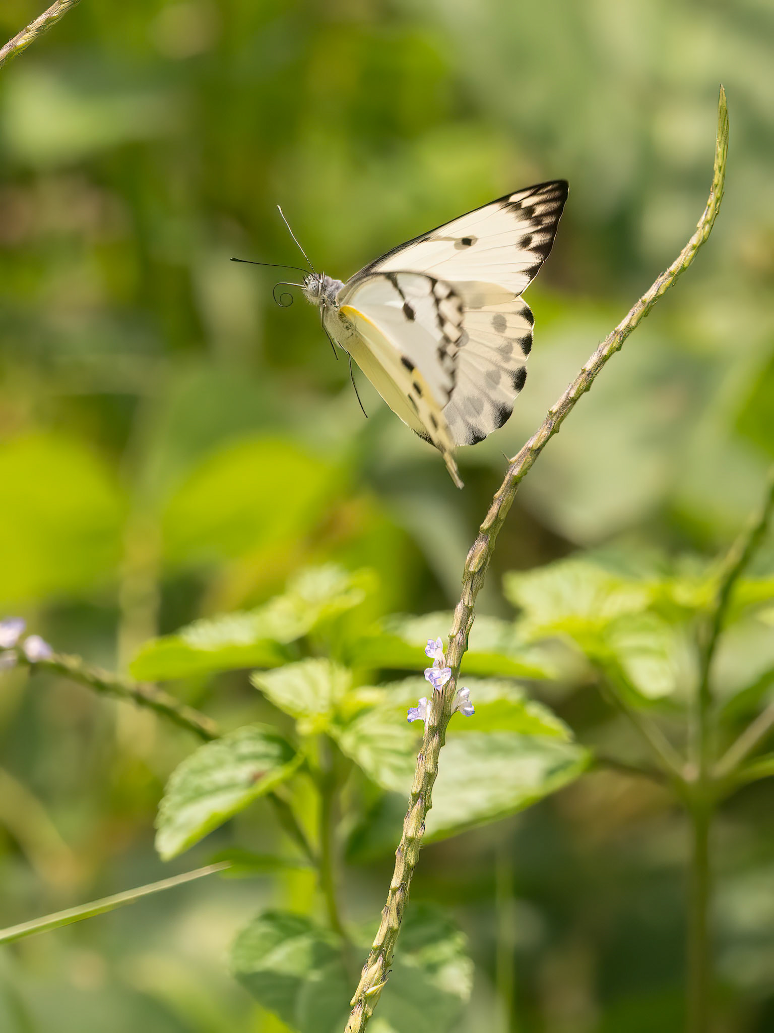 Forest Caper White, Belenois there, Pieridae family