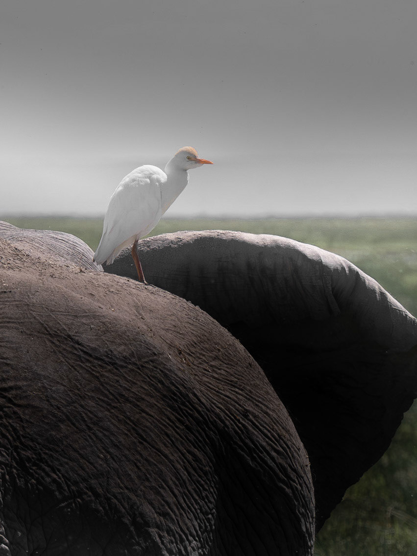 Cattle Egret on Elephant