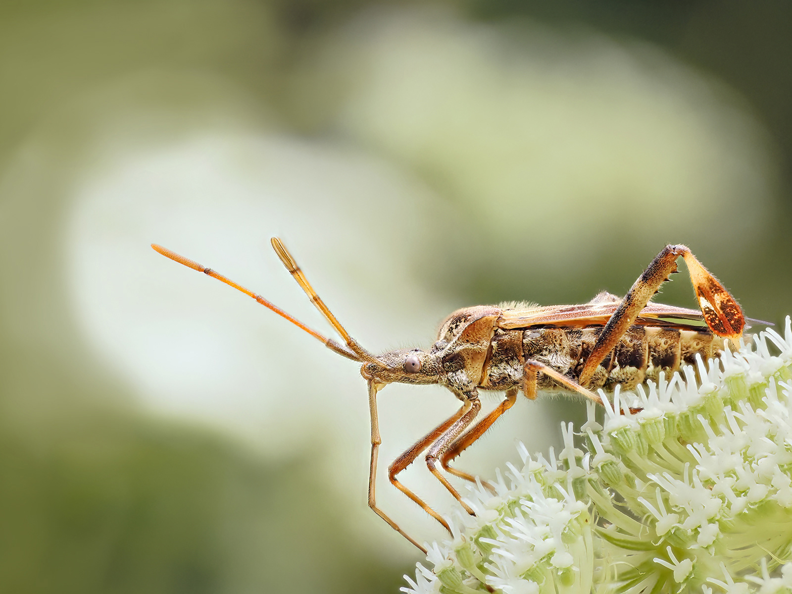 Assassin bug