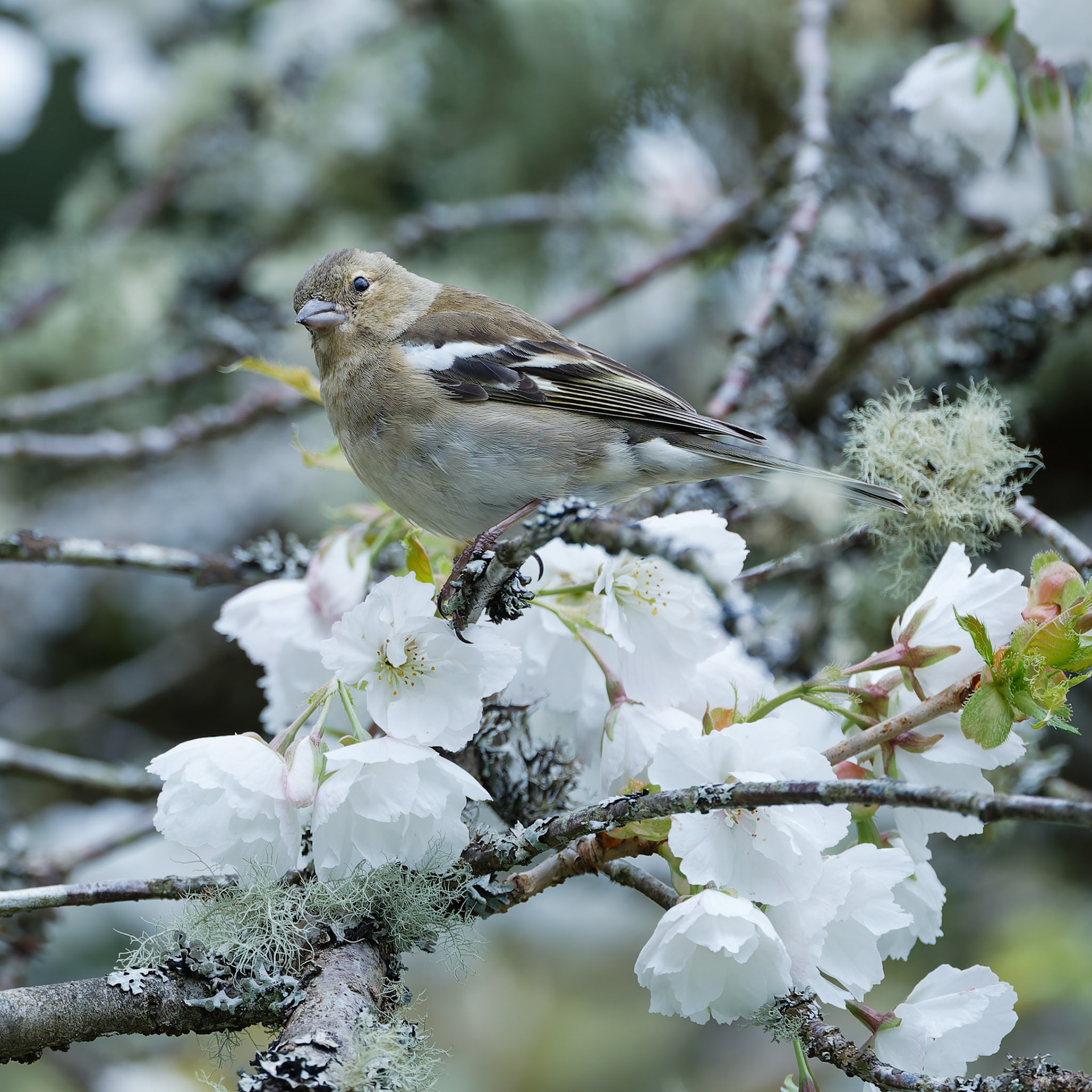 Female Chaffinch