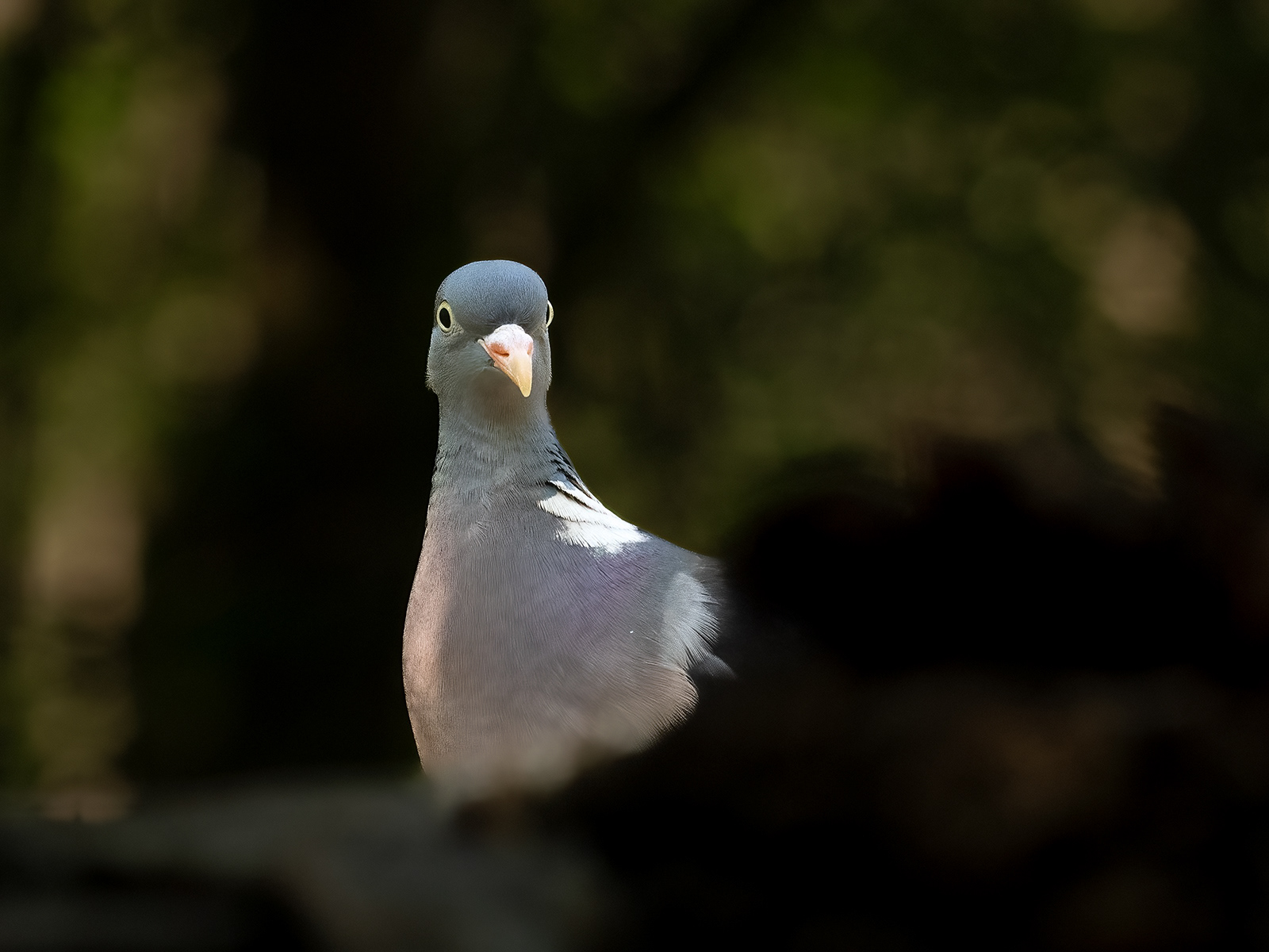 Wood Pigeon