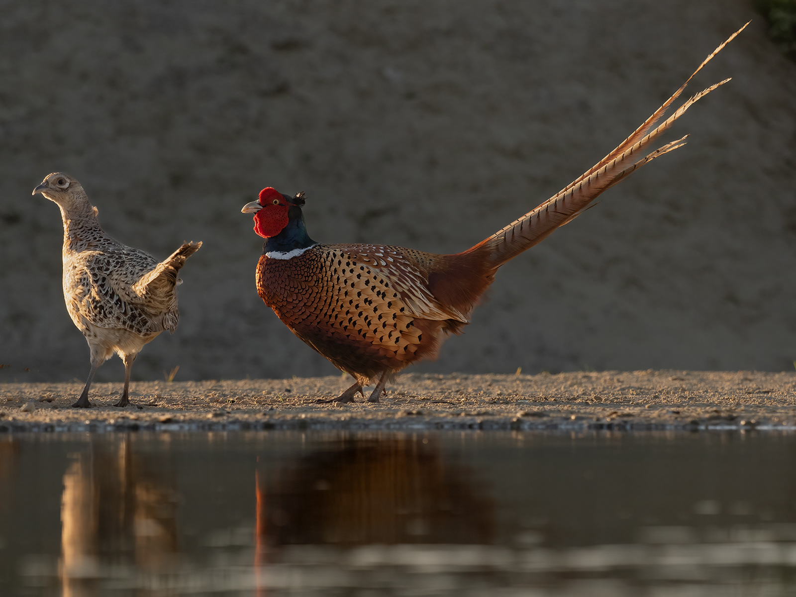 Male and female pheasant