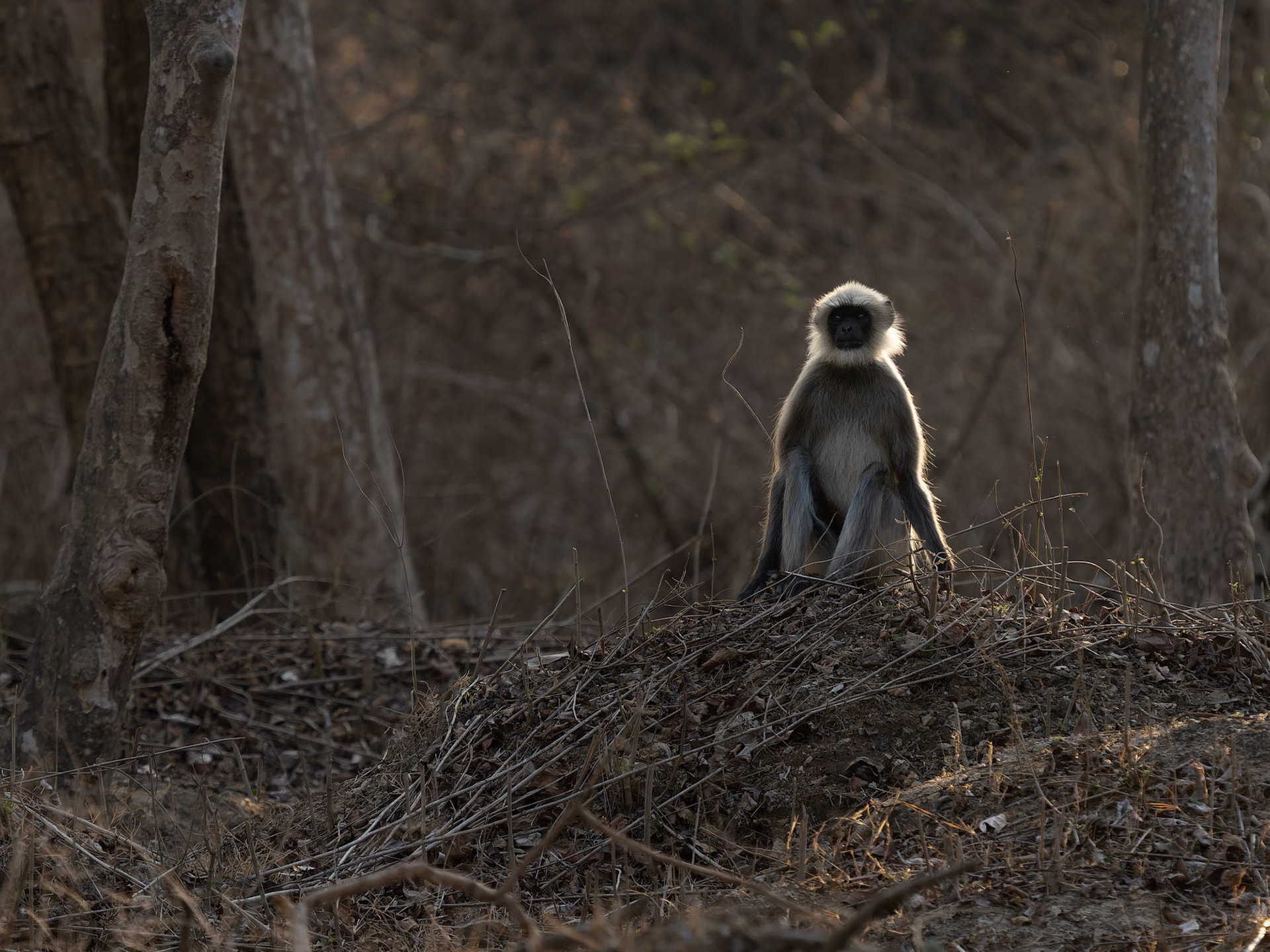 Backlit Langur