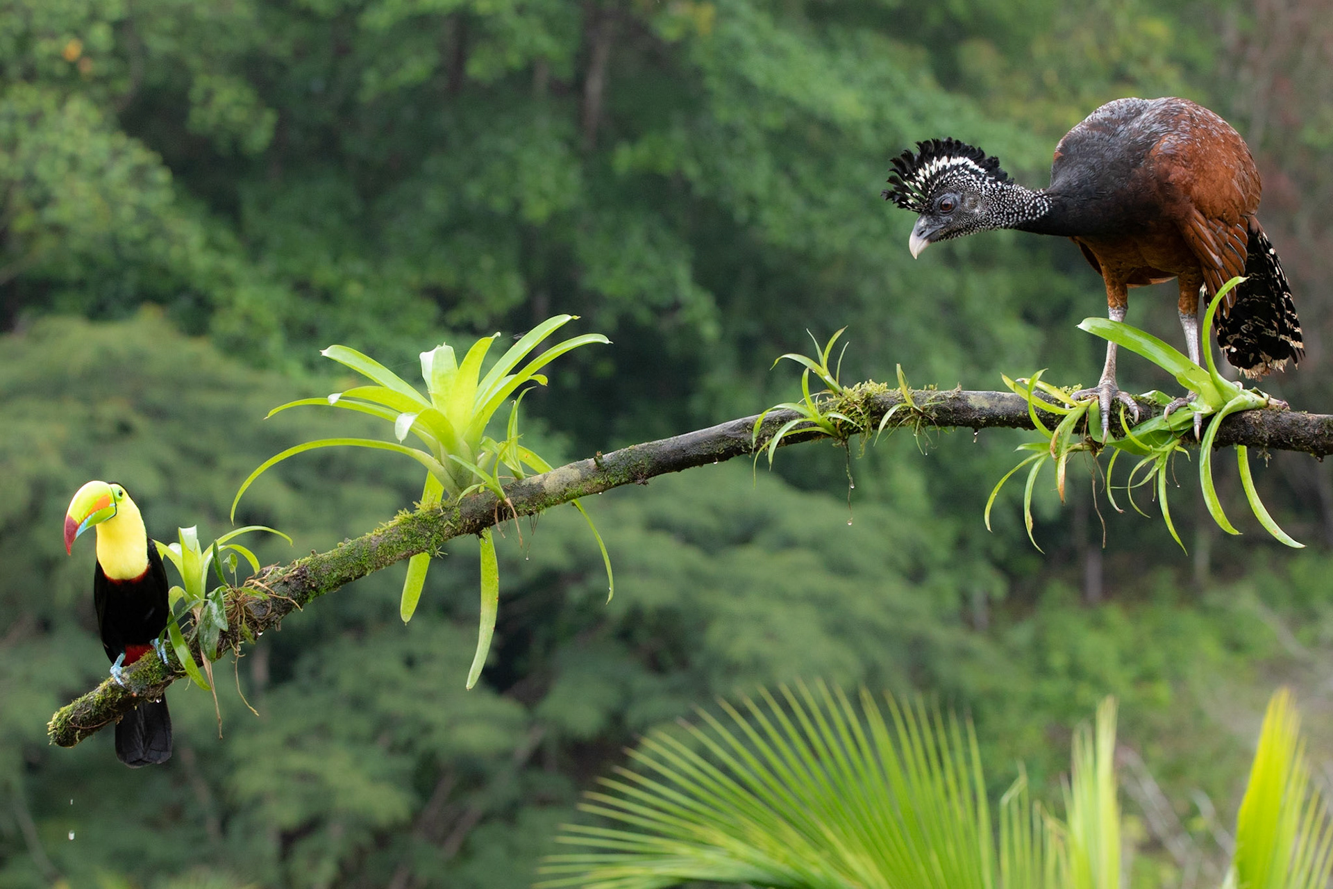 Curassow with Keel billed Toucan