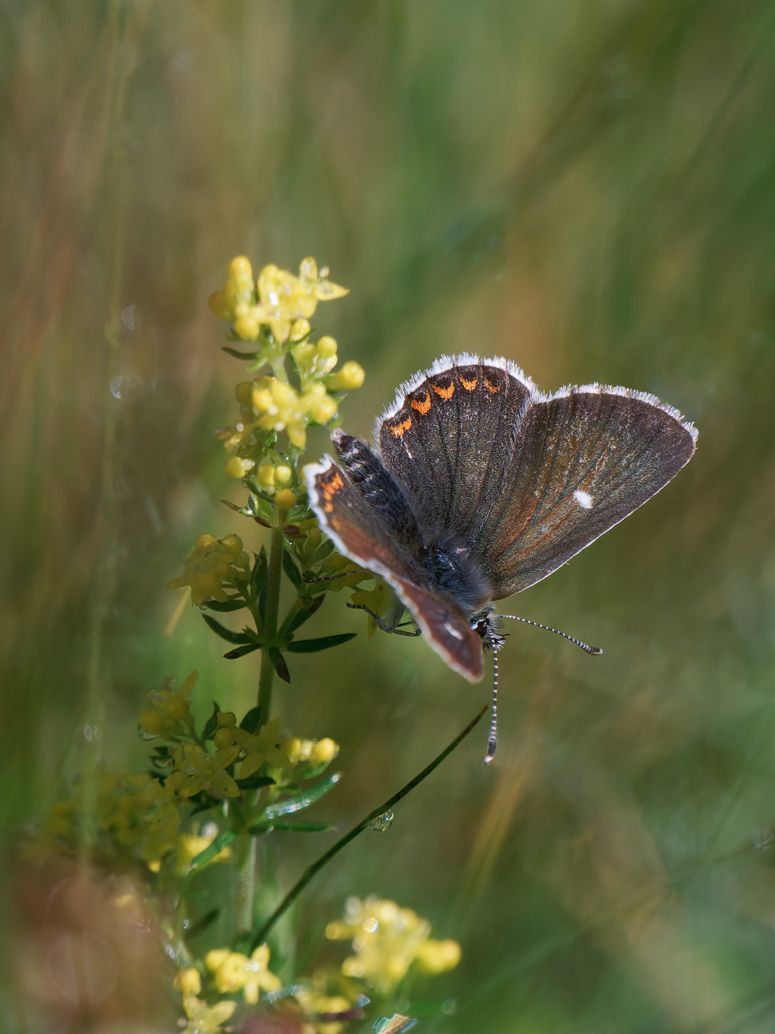 Northern Brown Argos