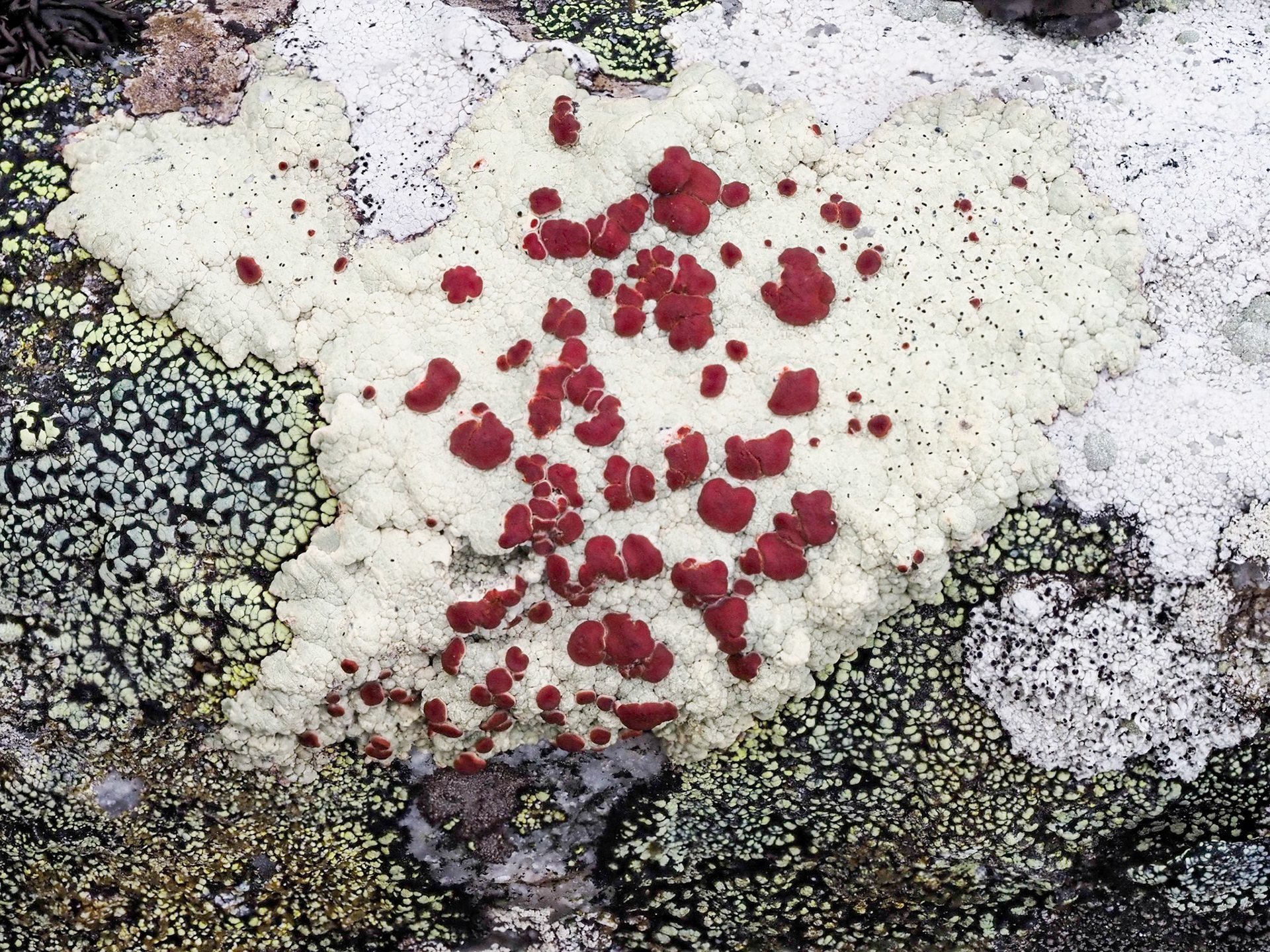 Lichen