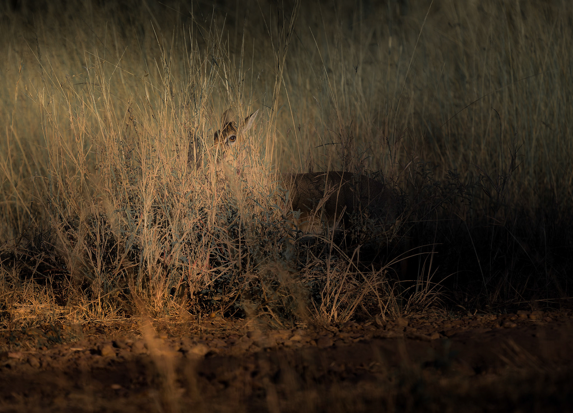 Dik Dik trying to hide