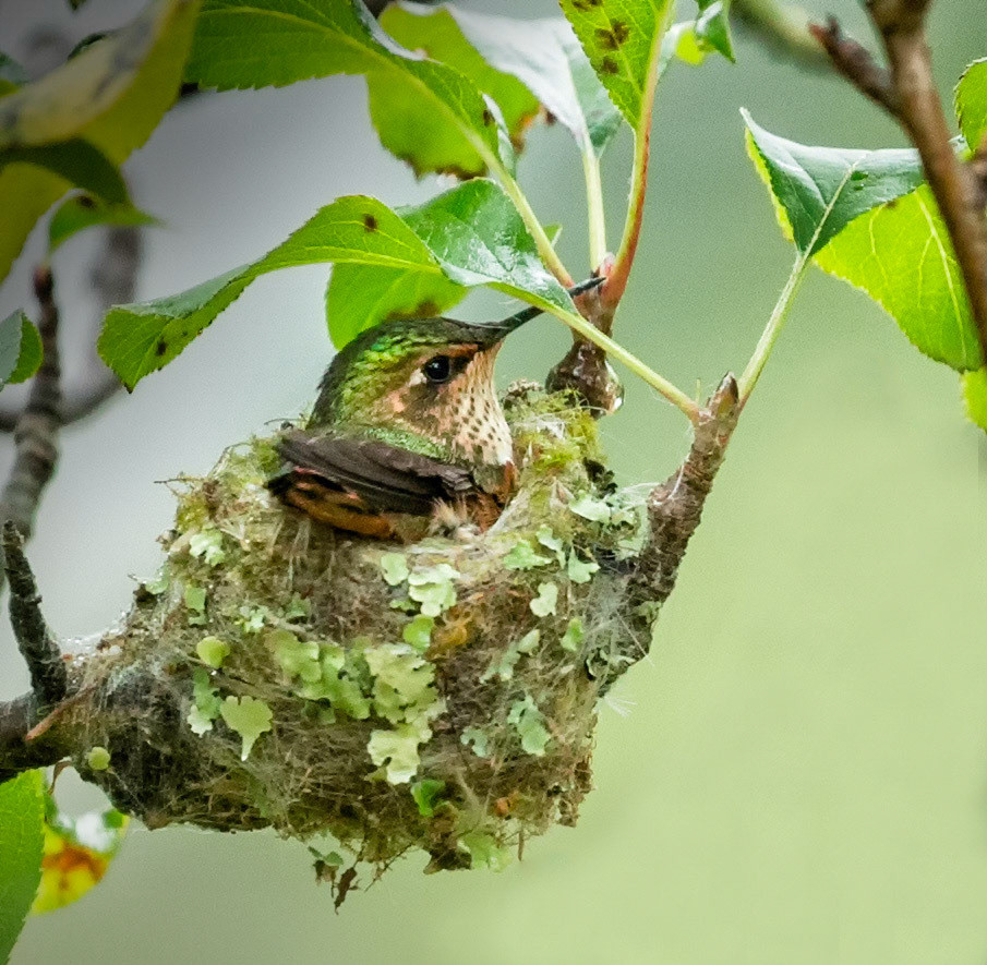 Hummingbird in nest taken with long lens at a distance