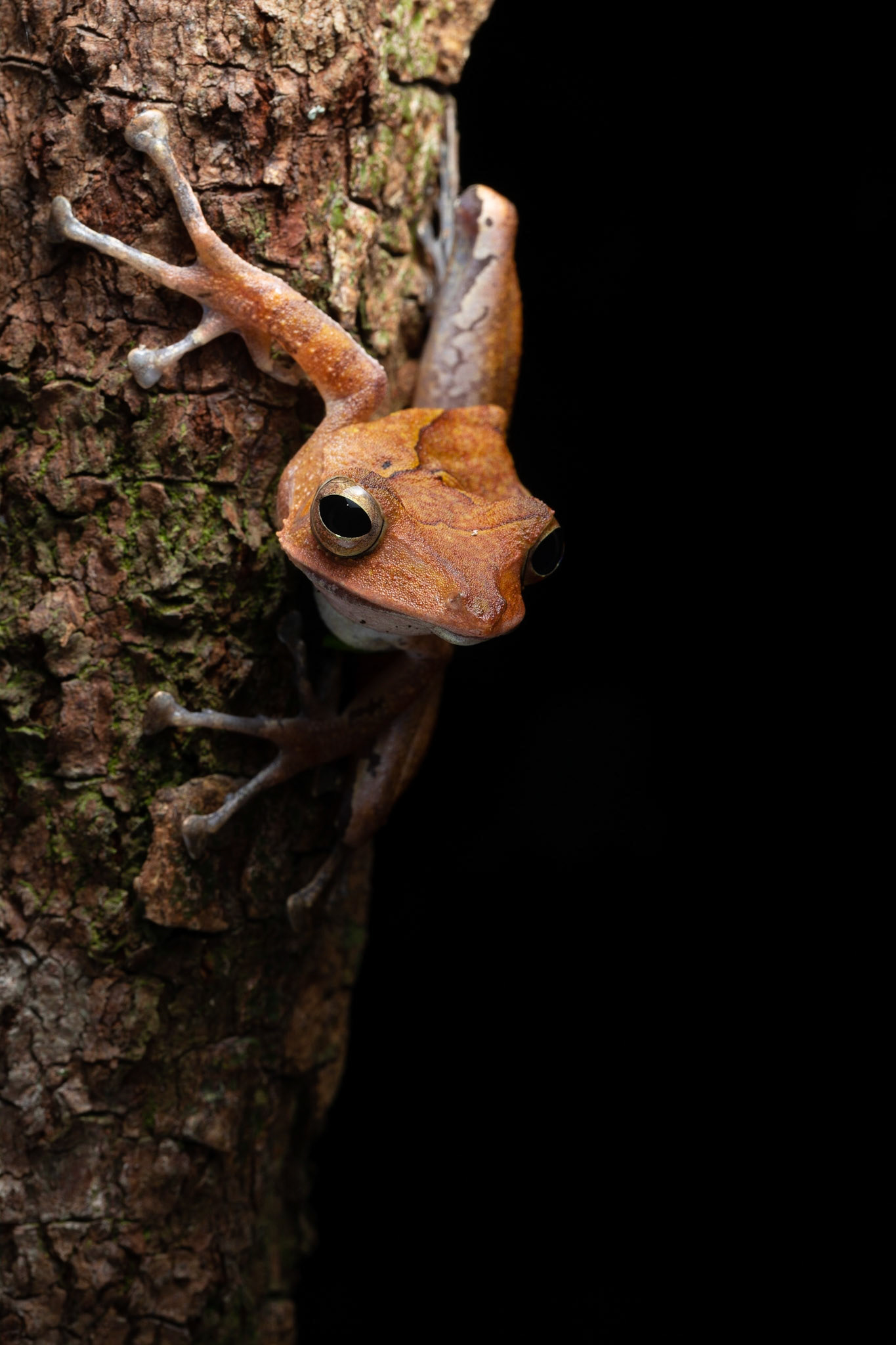 Collett's Tree Frog (Polypedates Colletti)