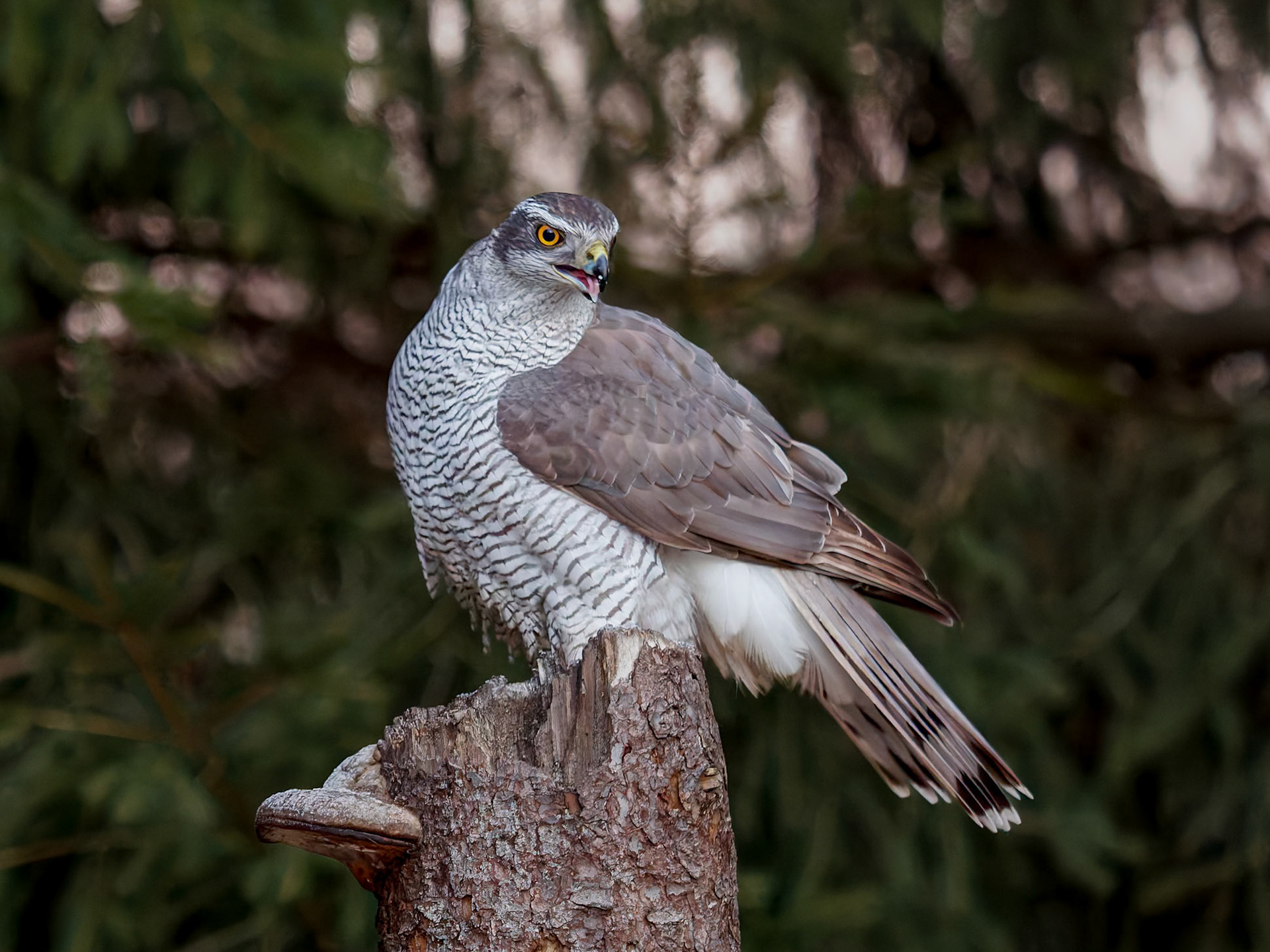 Goshawk