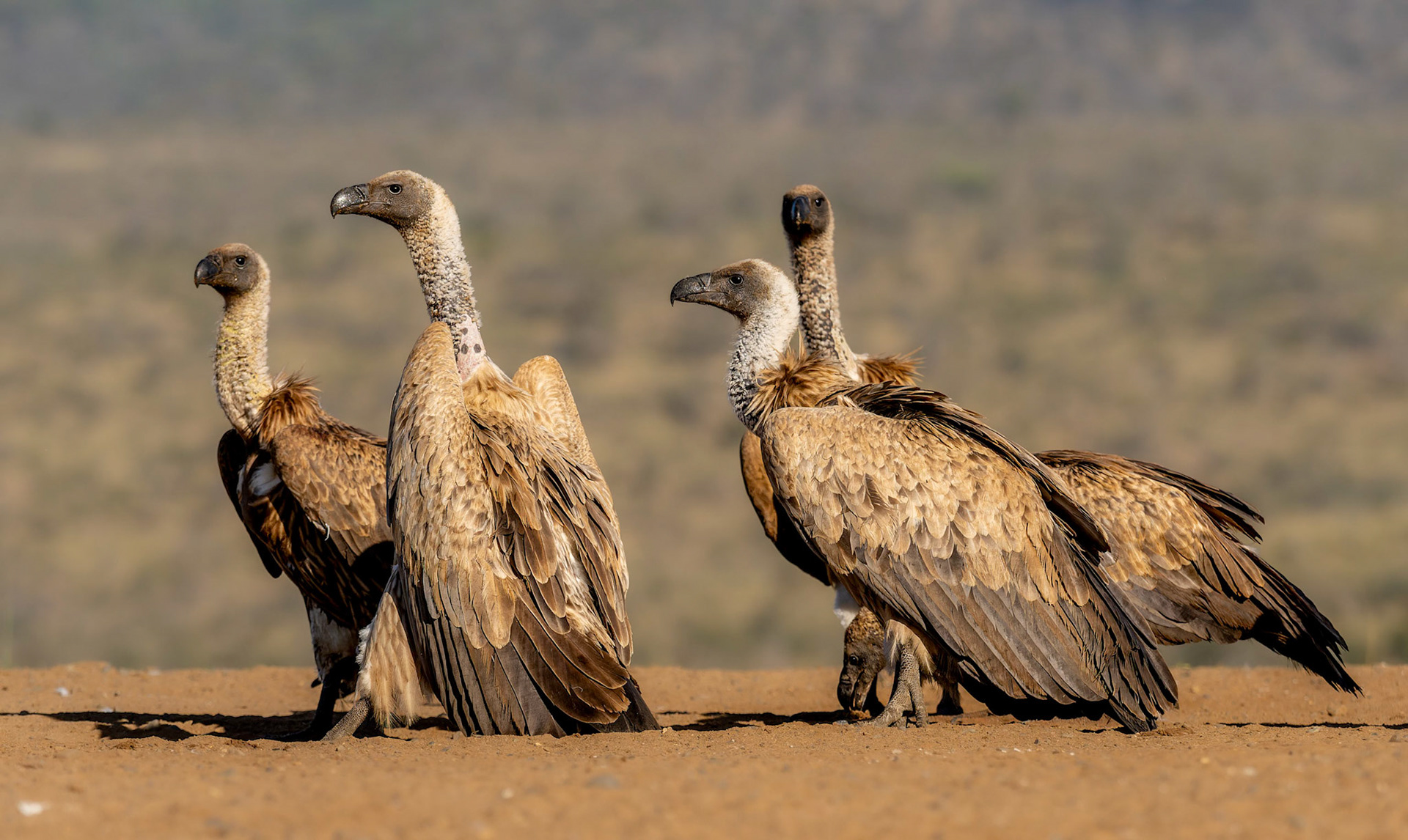White-backed Vultures