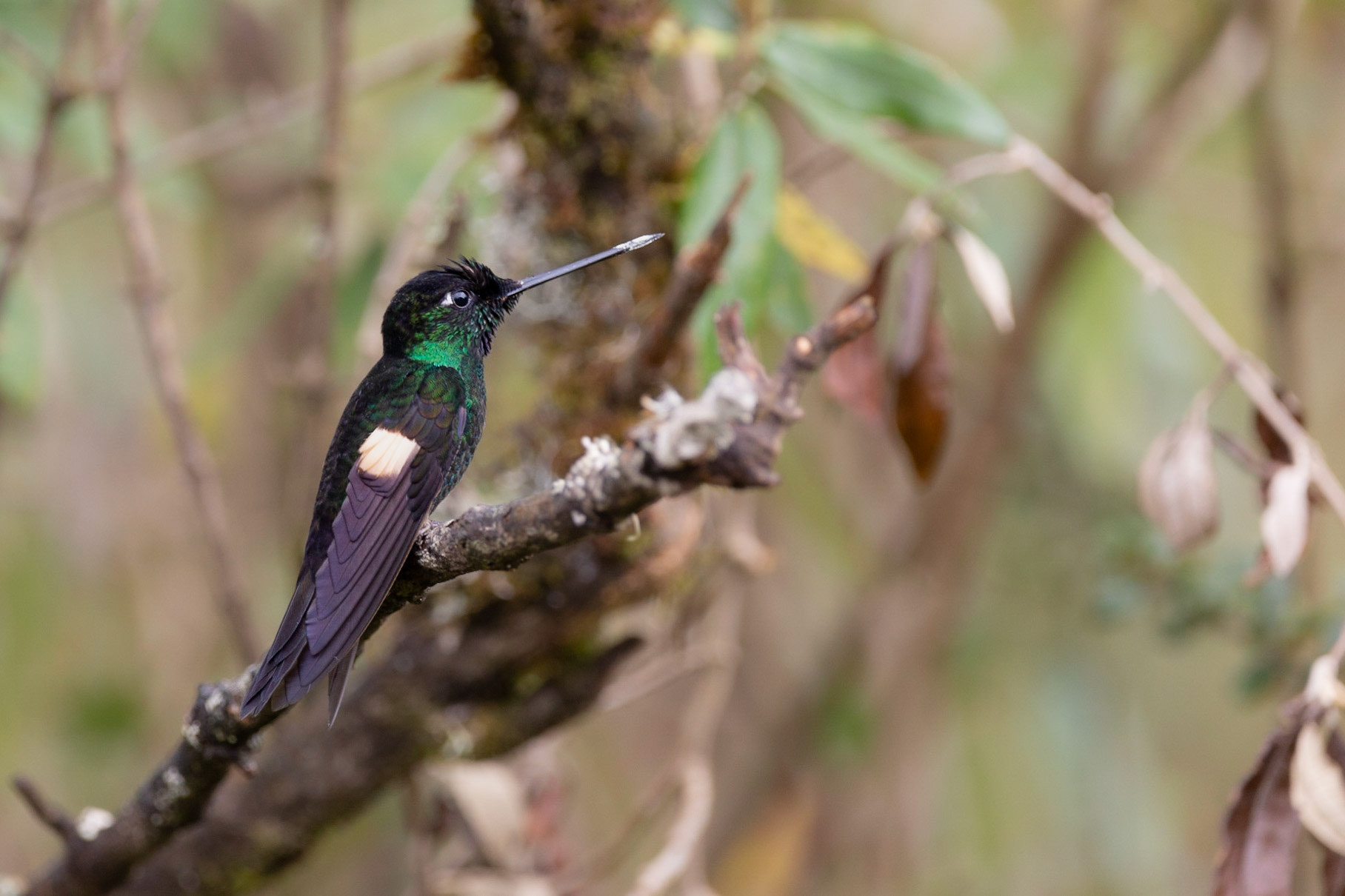 Buff winged Starfrontlet Hummingbird