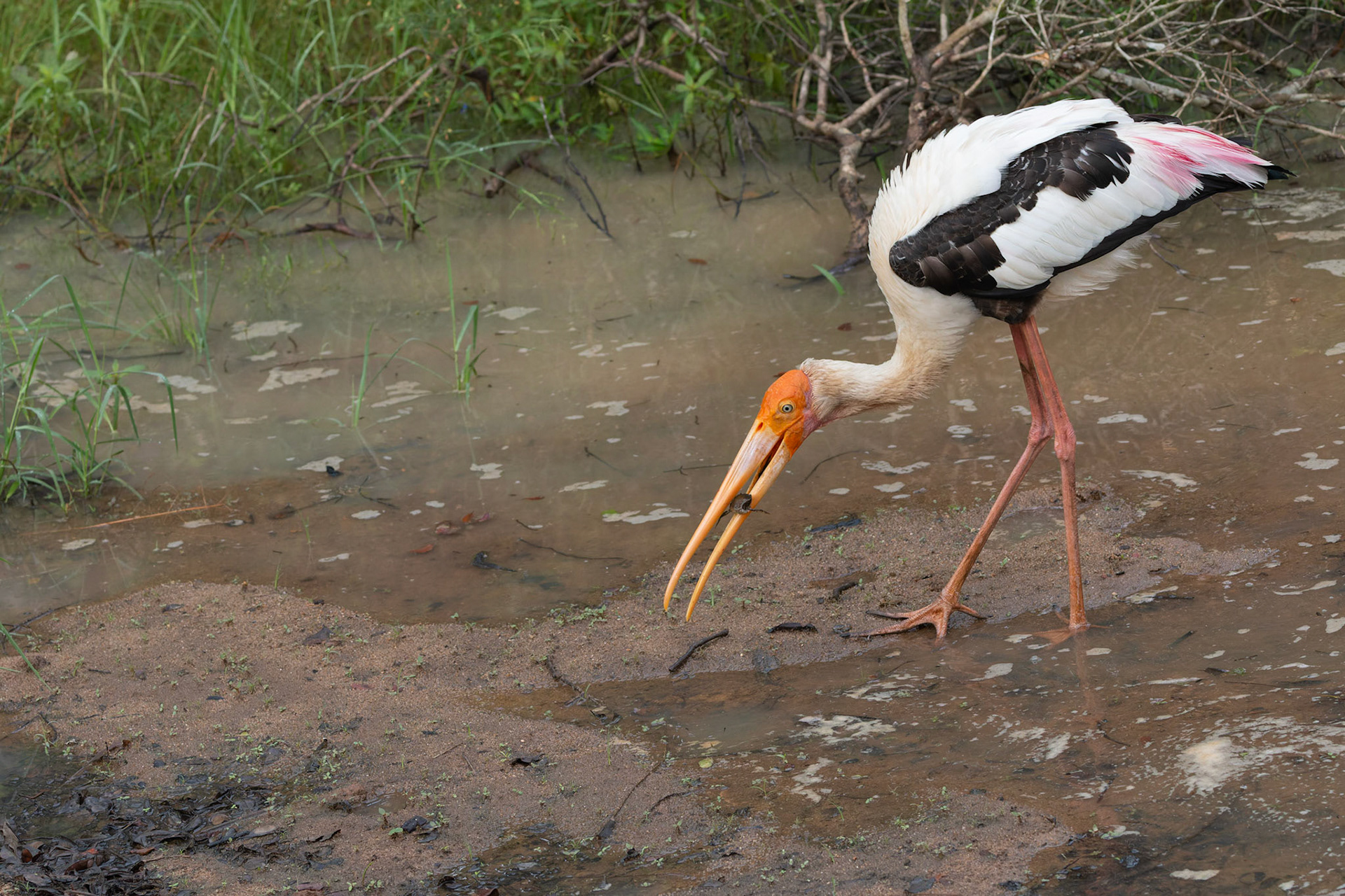 Painted stork with prey