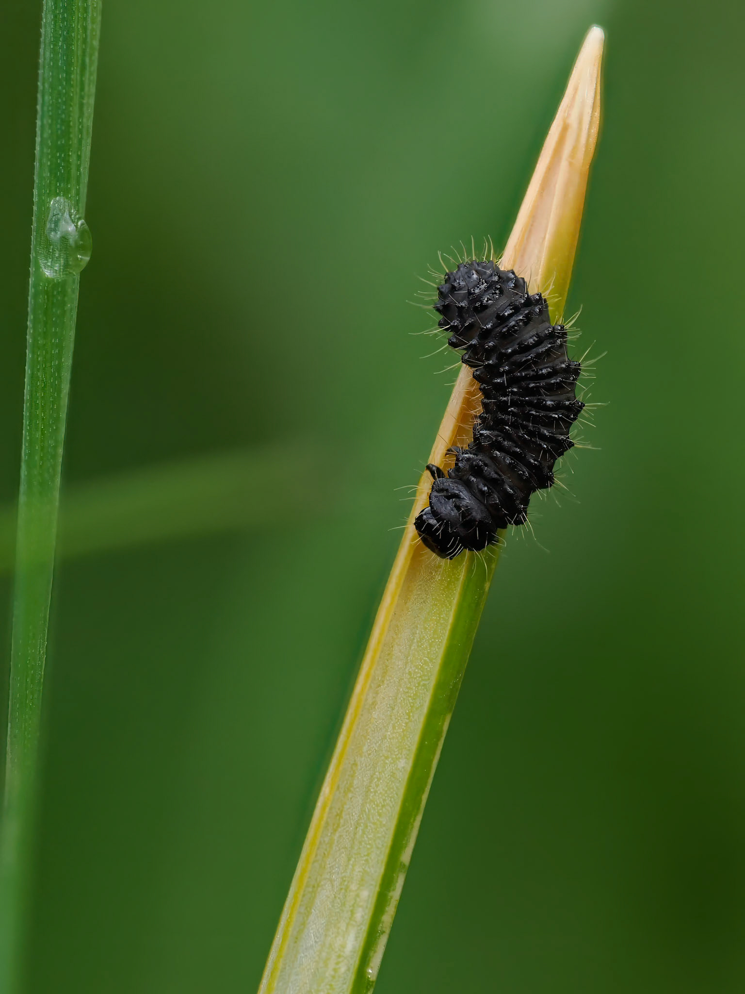 Black Caterpillar about 15mm