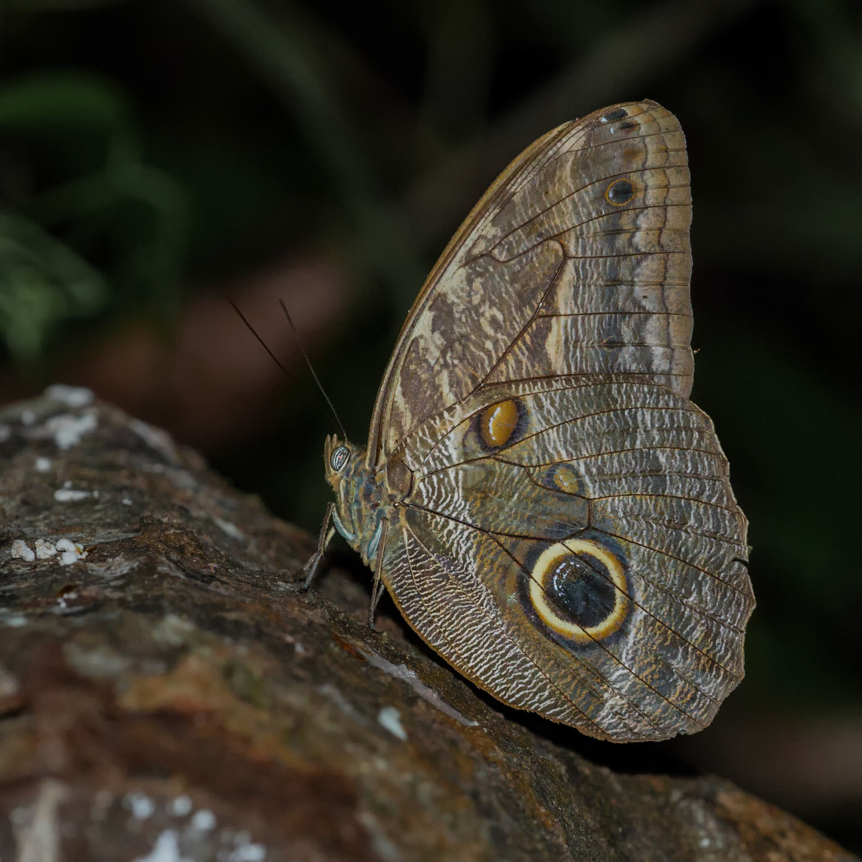 Owl Butterfly