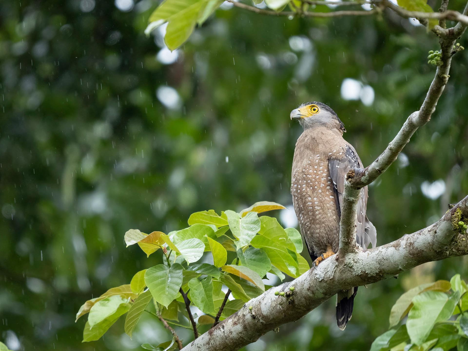 Crested Serpent Eagle in the rain