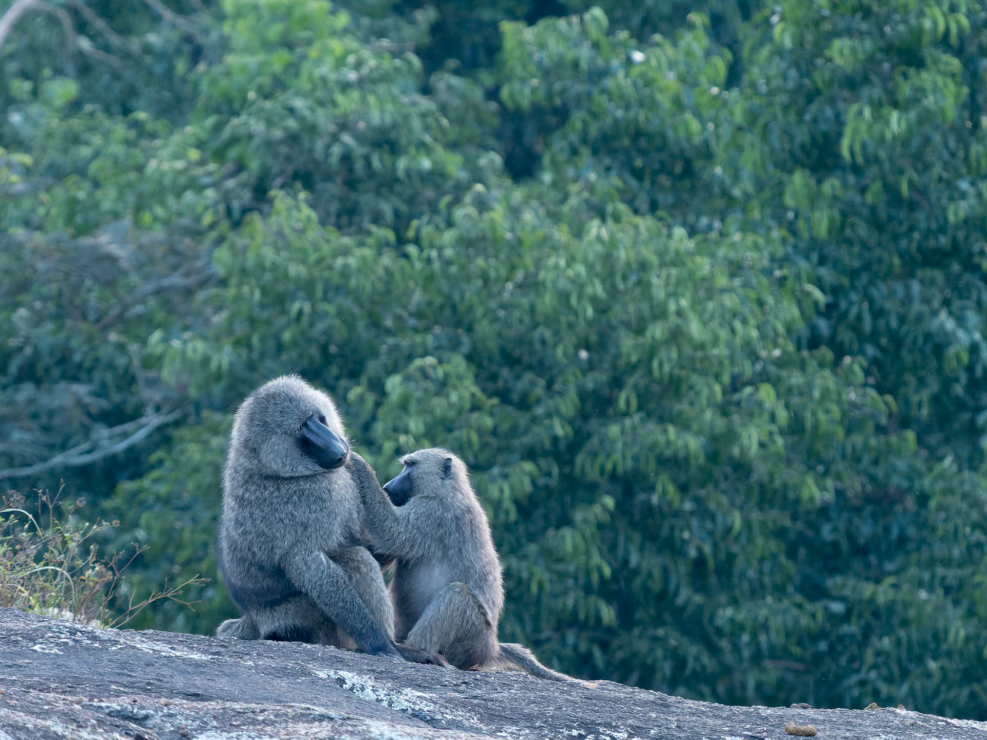 Baboons grooming