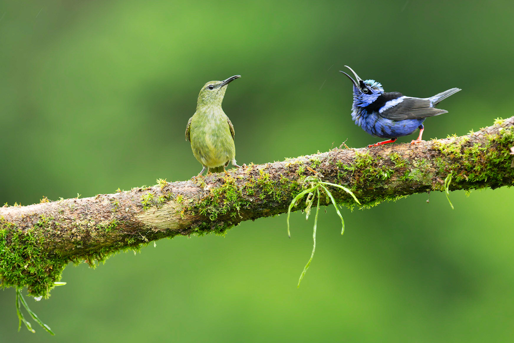 Male and female Red legged Honeycreepers
