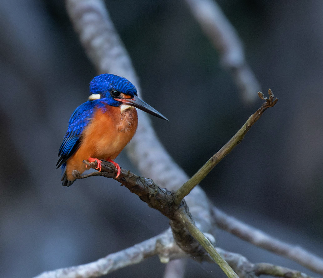 Blue-eared Kingfisher (Alcedo meninting)