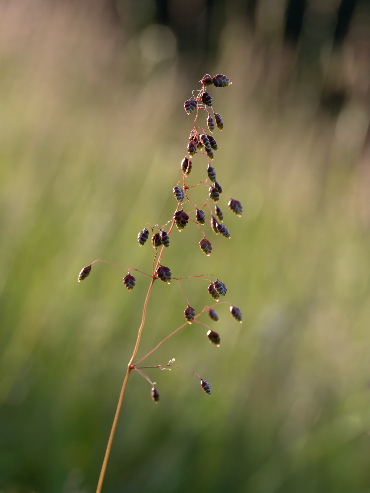 Oat Quaking Grass