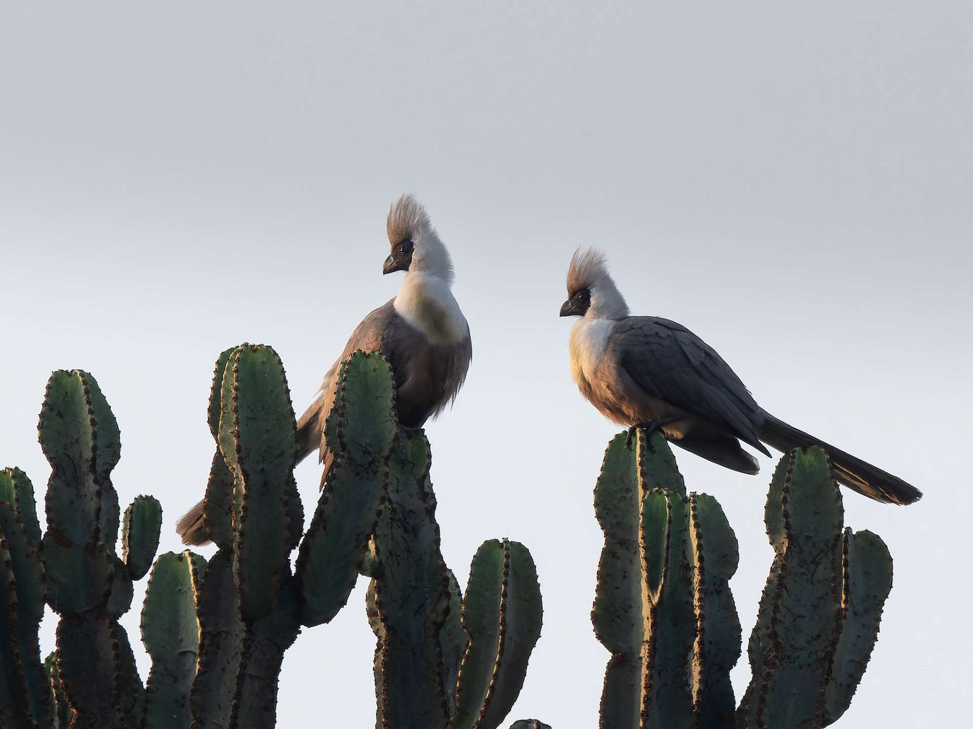 Bare Faced Go Way Bird