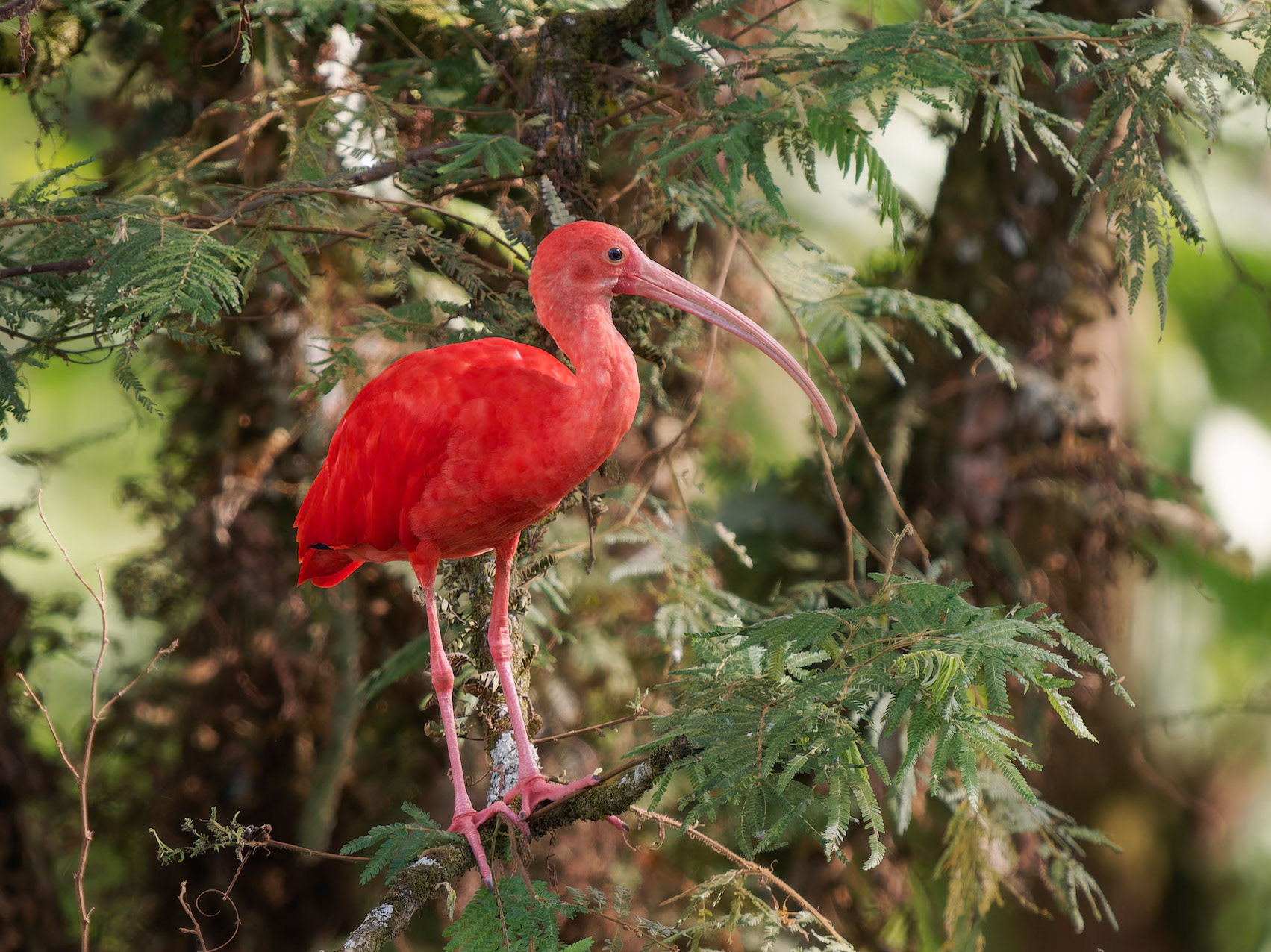 Scarlet Ibis