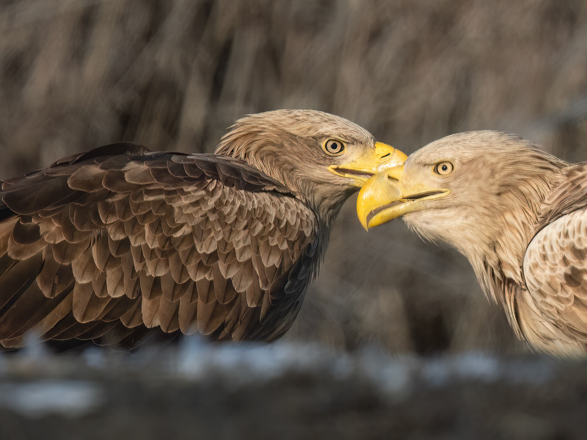 White Tailed Eagles