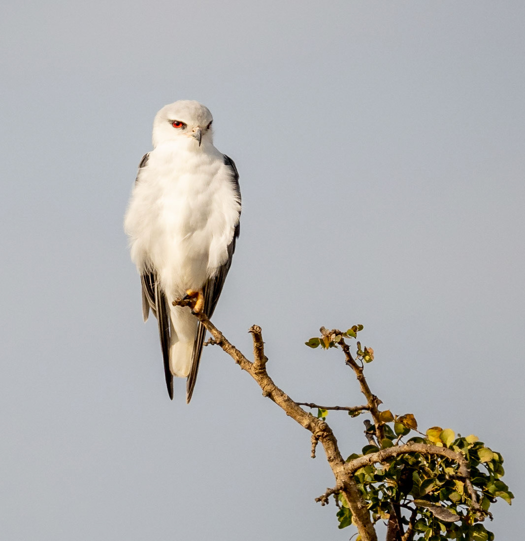 Black-winged kIte
