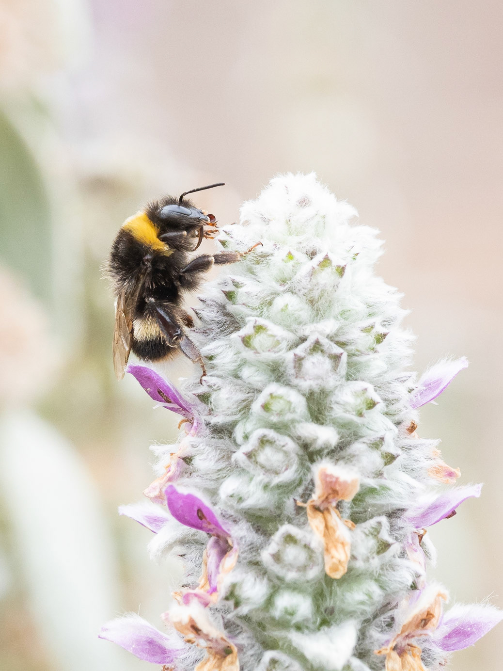 Bee on Lambs Lugs