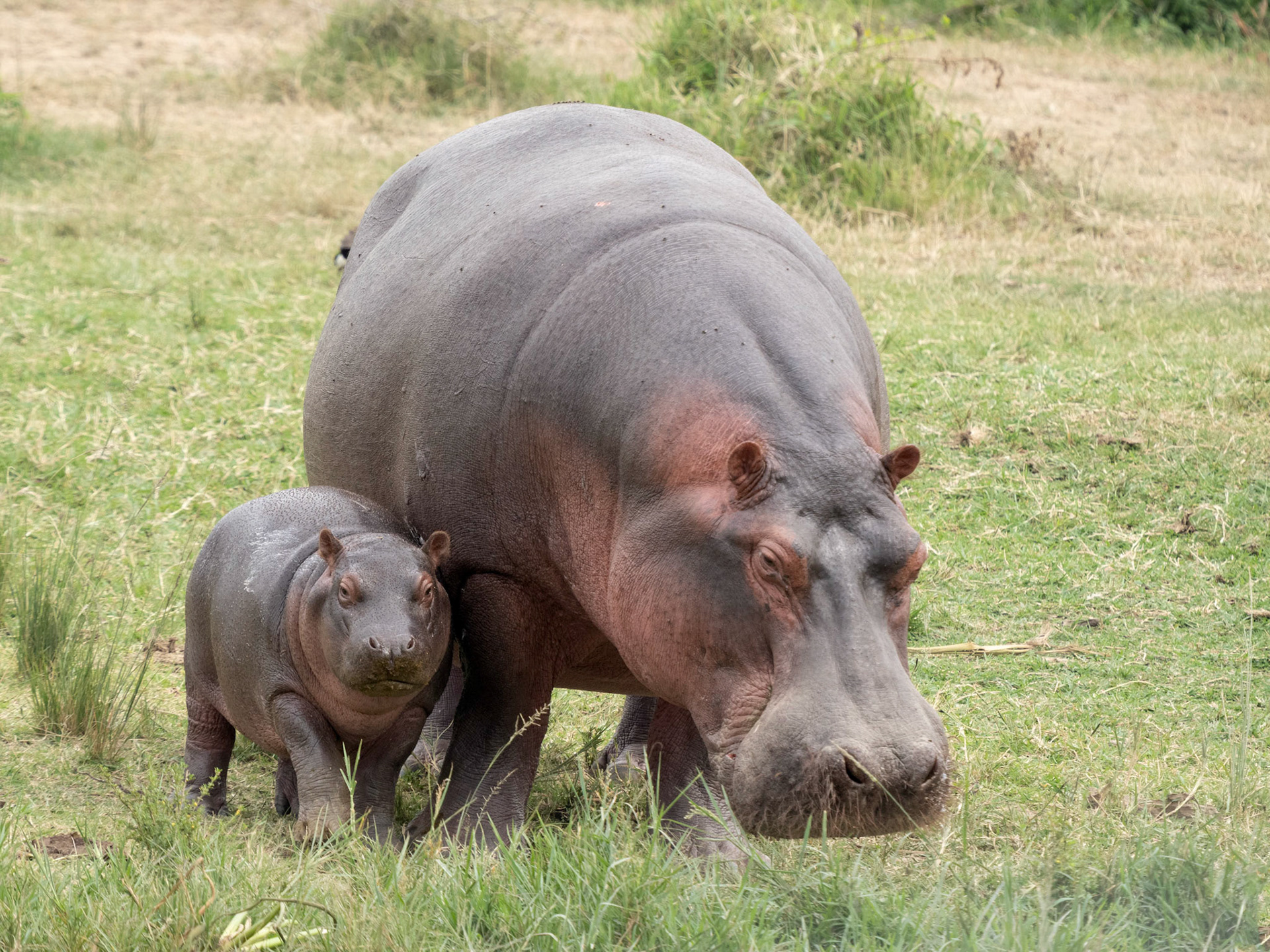 Hippo and young