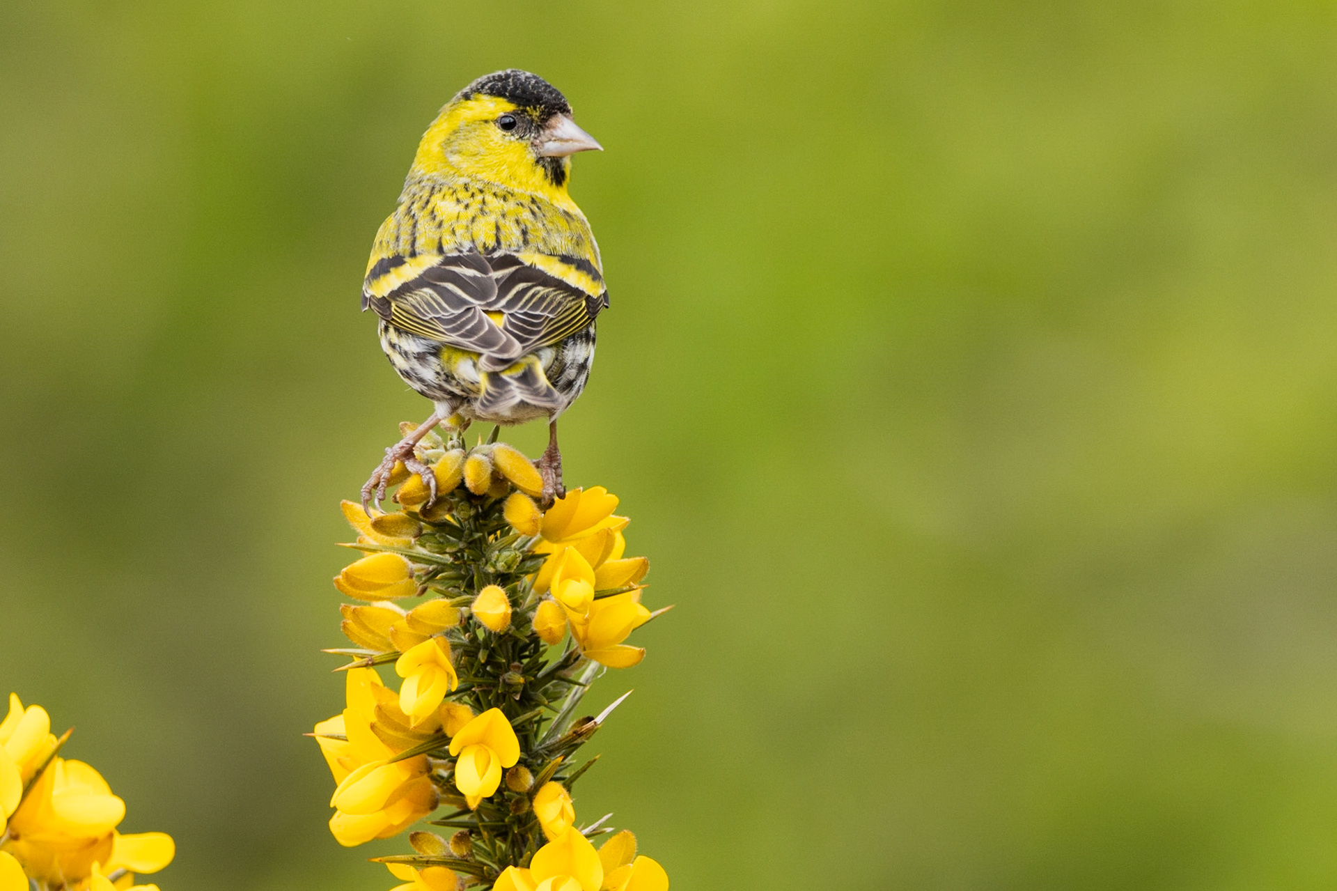Sisken ( Carduelis spinus)