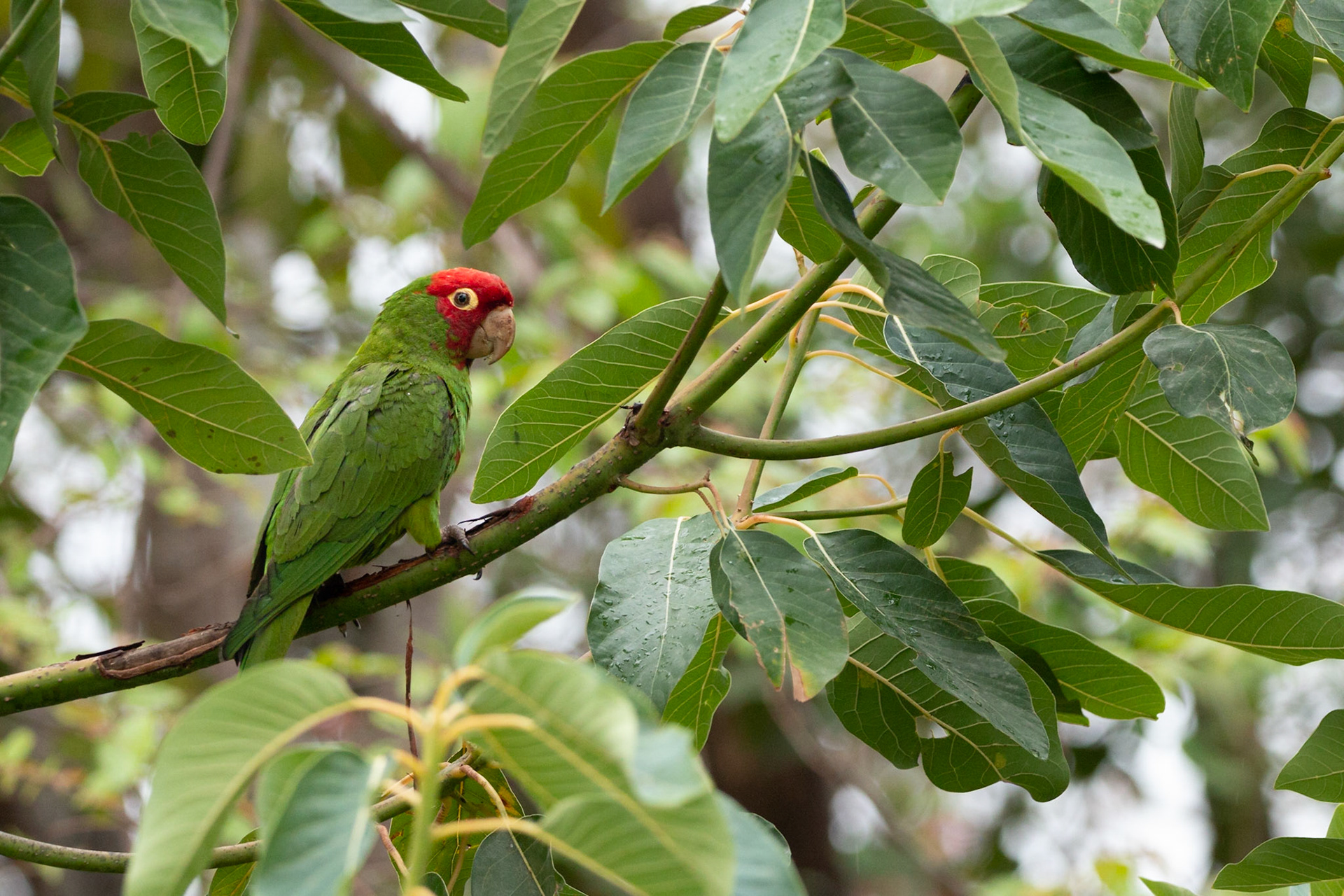 Red Masked Parakeet