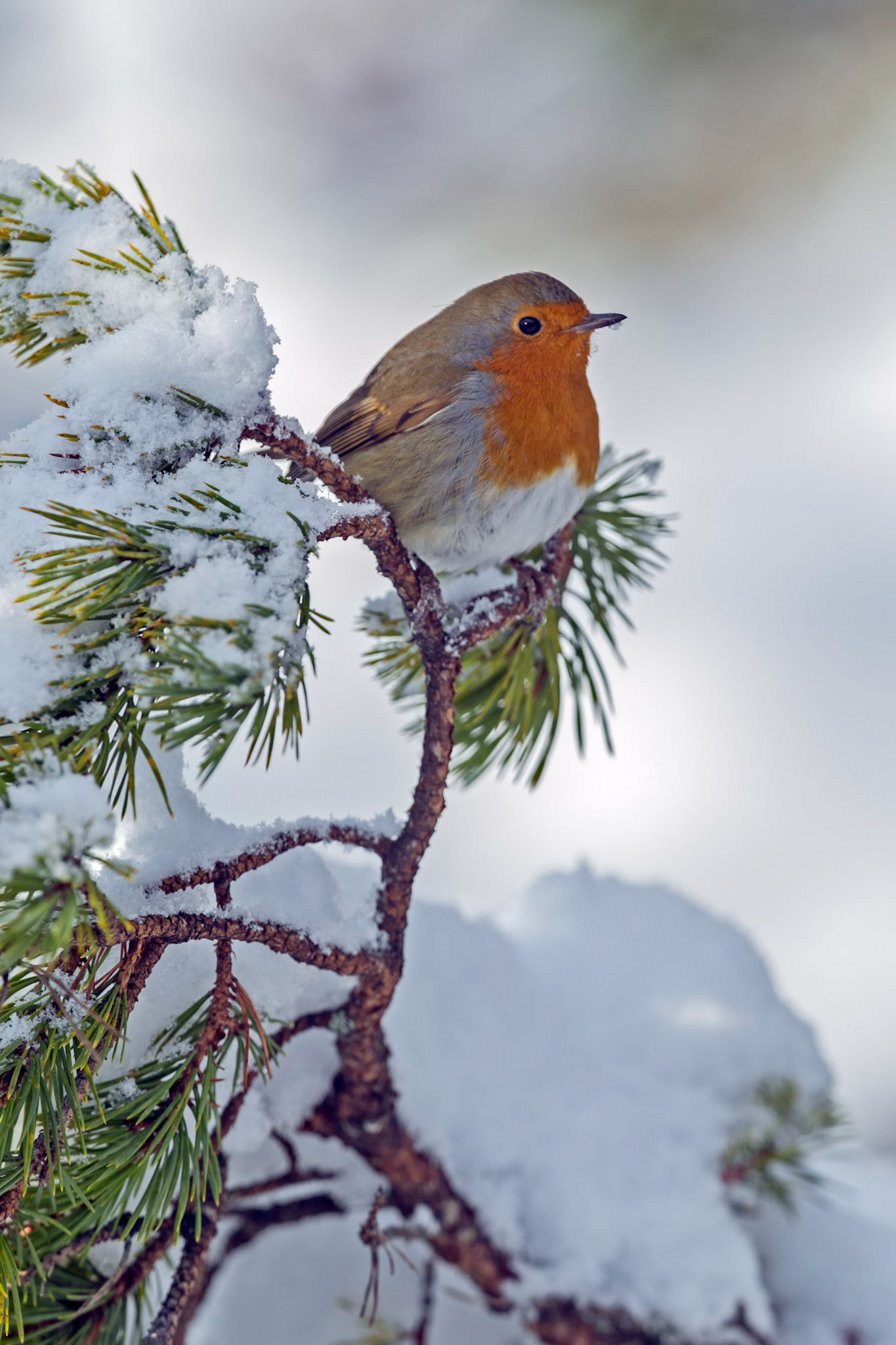 Robin (Erithacus rubecula)